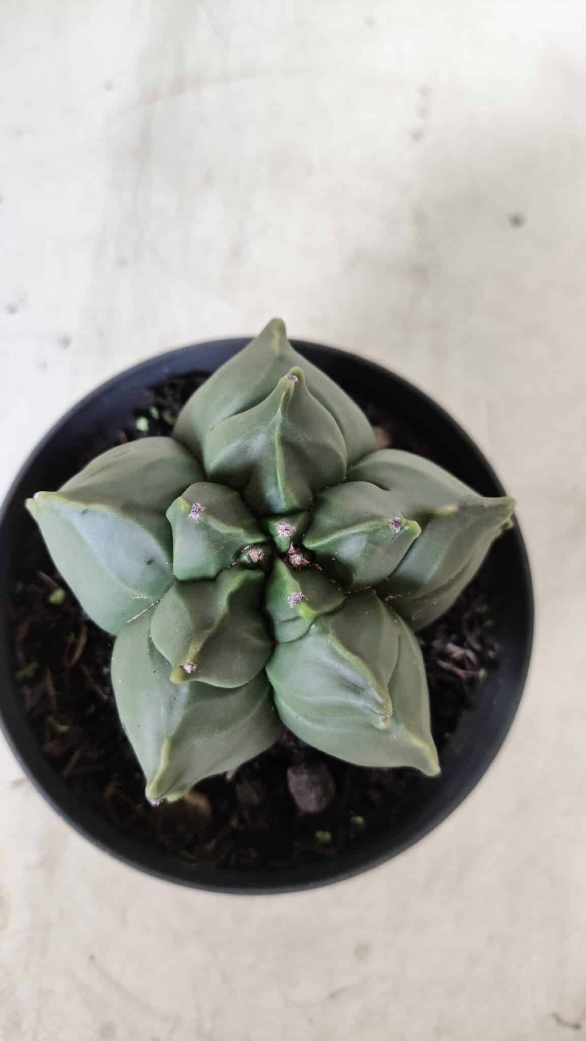 ASTROPHYTUM cv KIKKO  Nº 765 – vaso 11