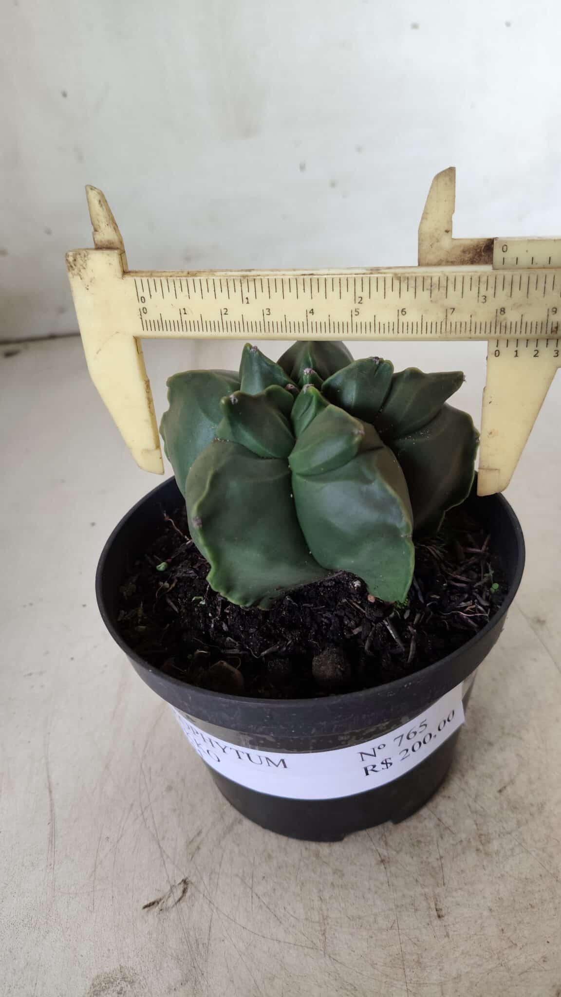 ASTROPHYTUM cv KIKKO  Nº 765 – vaso 11