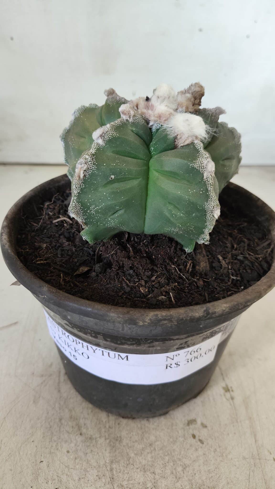 MATRIZ ASTROPHYTUM cv KIKKO  Nº 766 – vaso 15