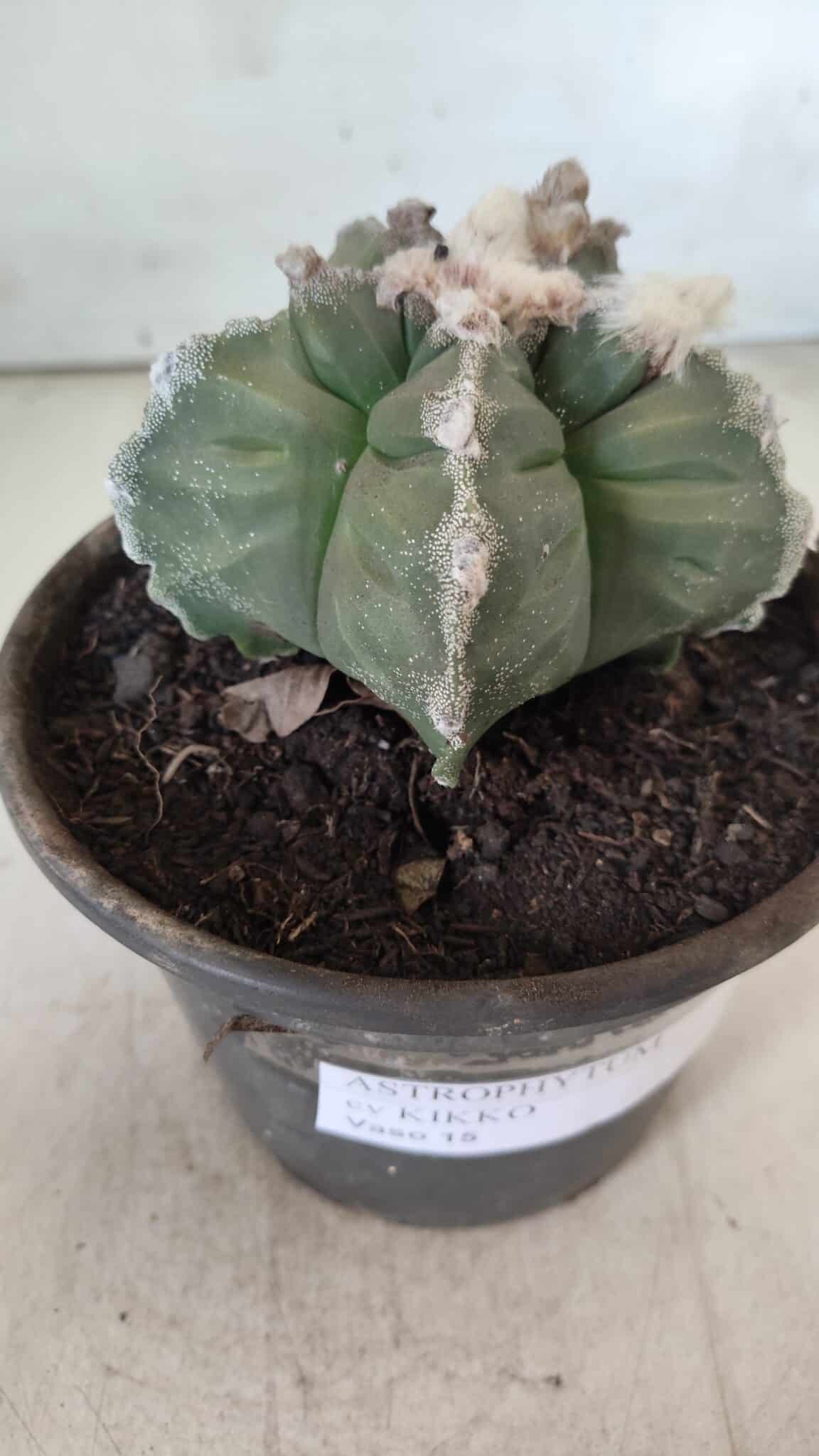 MATRIZ ASTROPHYTUM cv KIKKO  Nº 766 – vaso 15