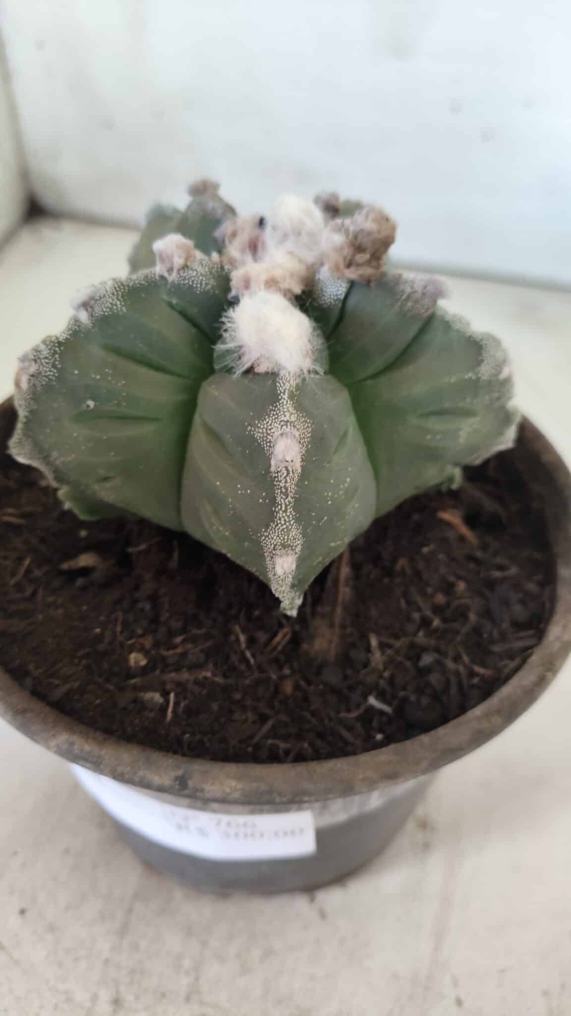 MATRIZ ASTROPHYTUM cv KIKKO  Nº 766 – vaso 15