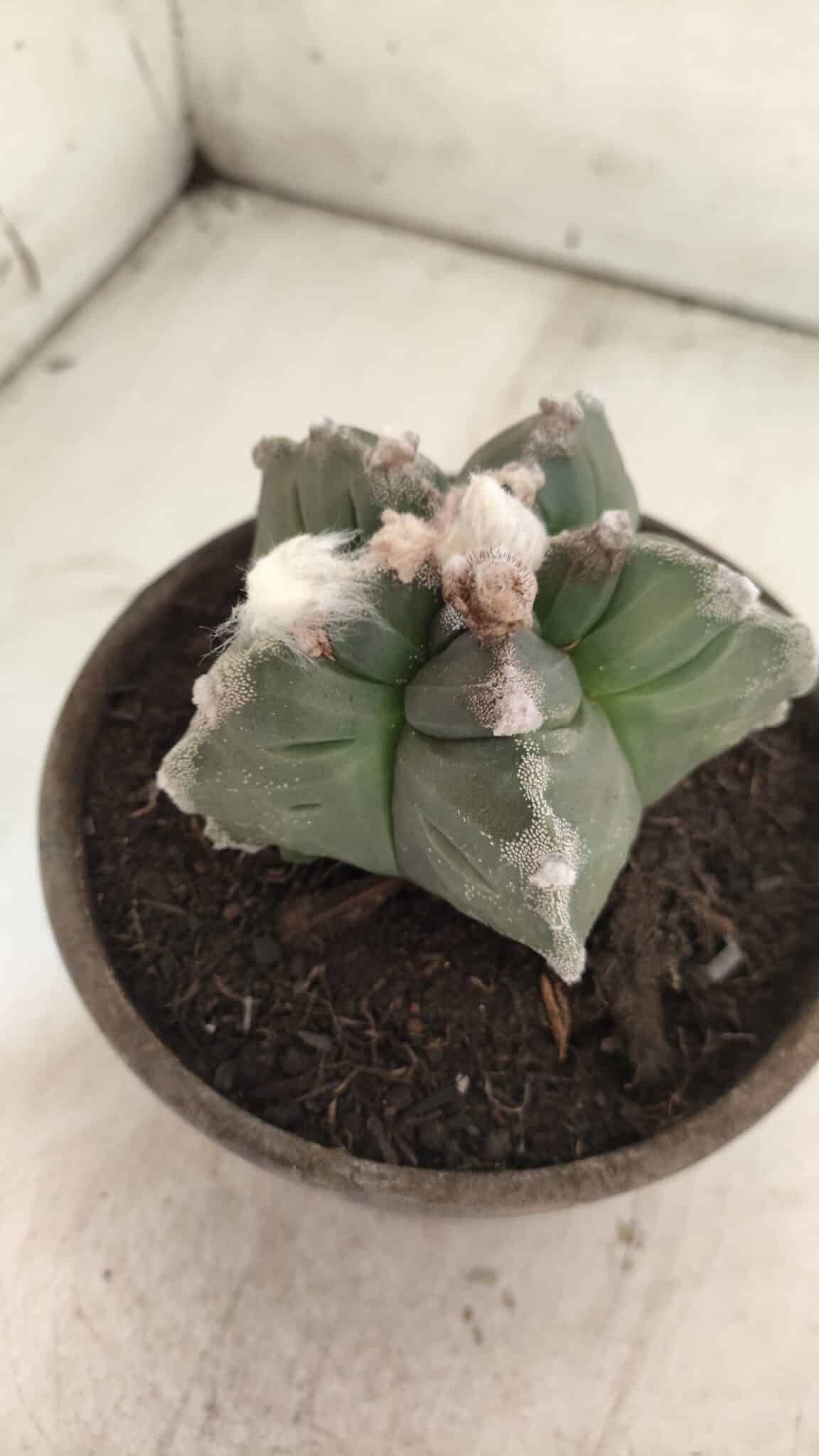 MATRIZ ASTROPHYTUM cv KIKKO  Nº 766 – vaso 15