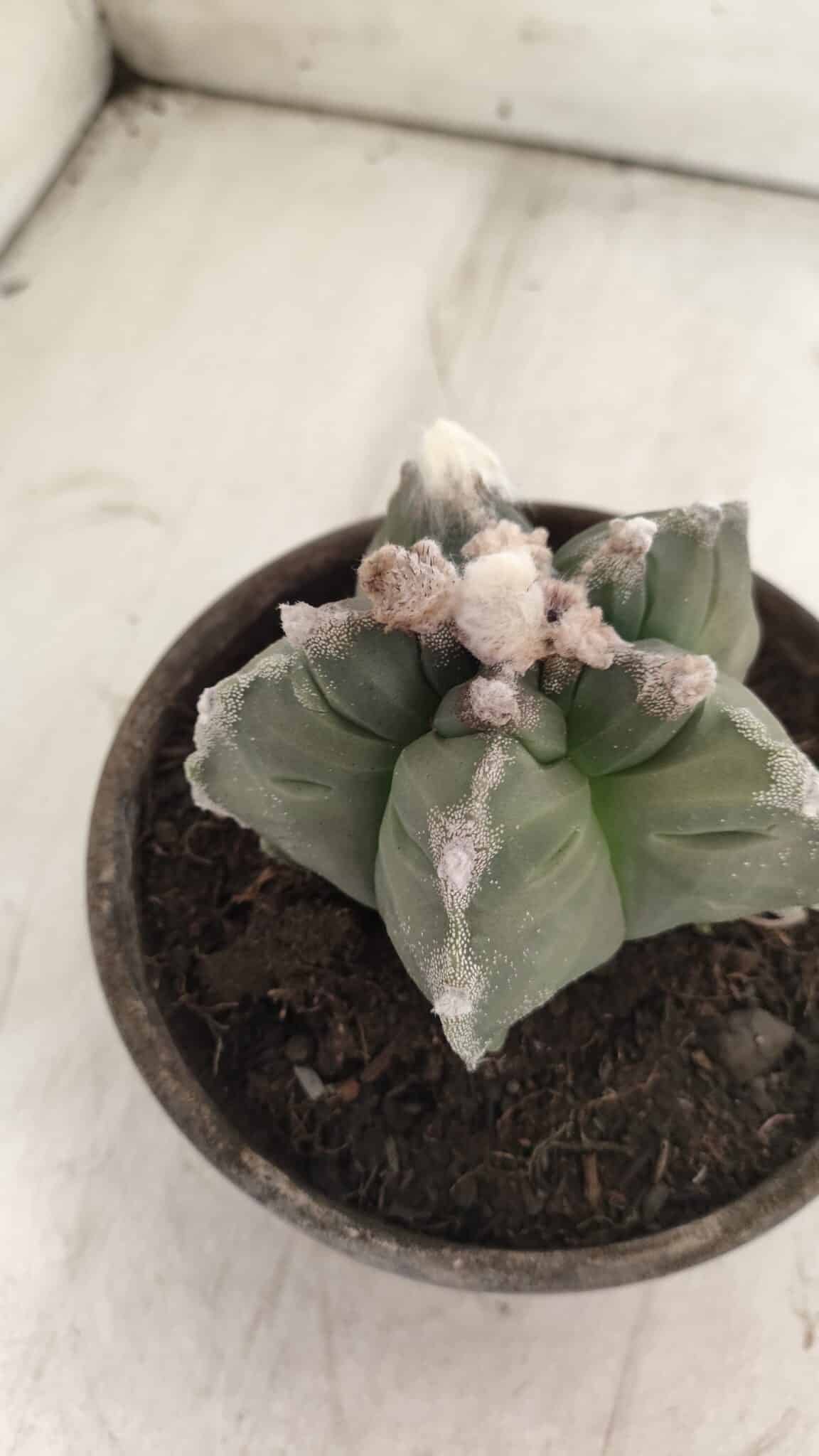 MATRIZ ASTROPHYTUM cv KIKKO  Nº 766 – vaso 15