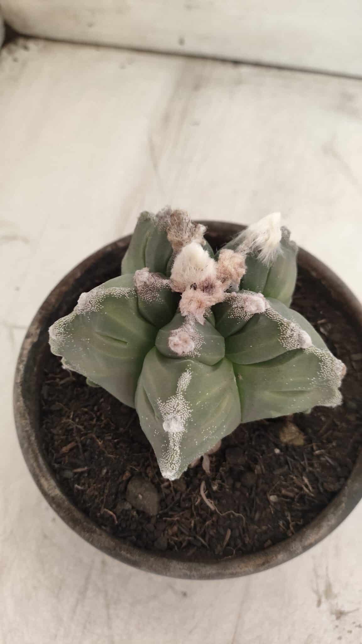 MATRIZ ASTROPHYTUM cv KIKKO  Nº 766 – vaso 15