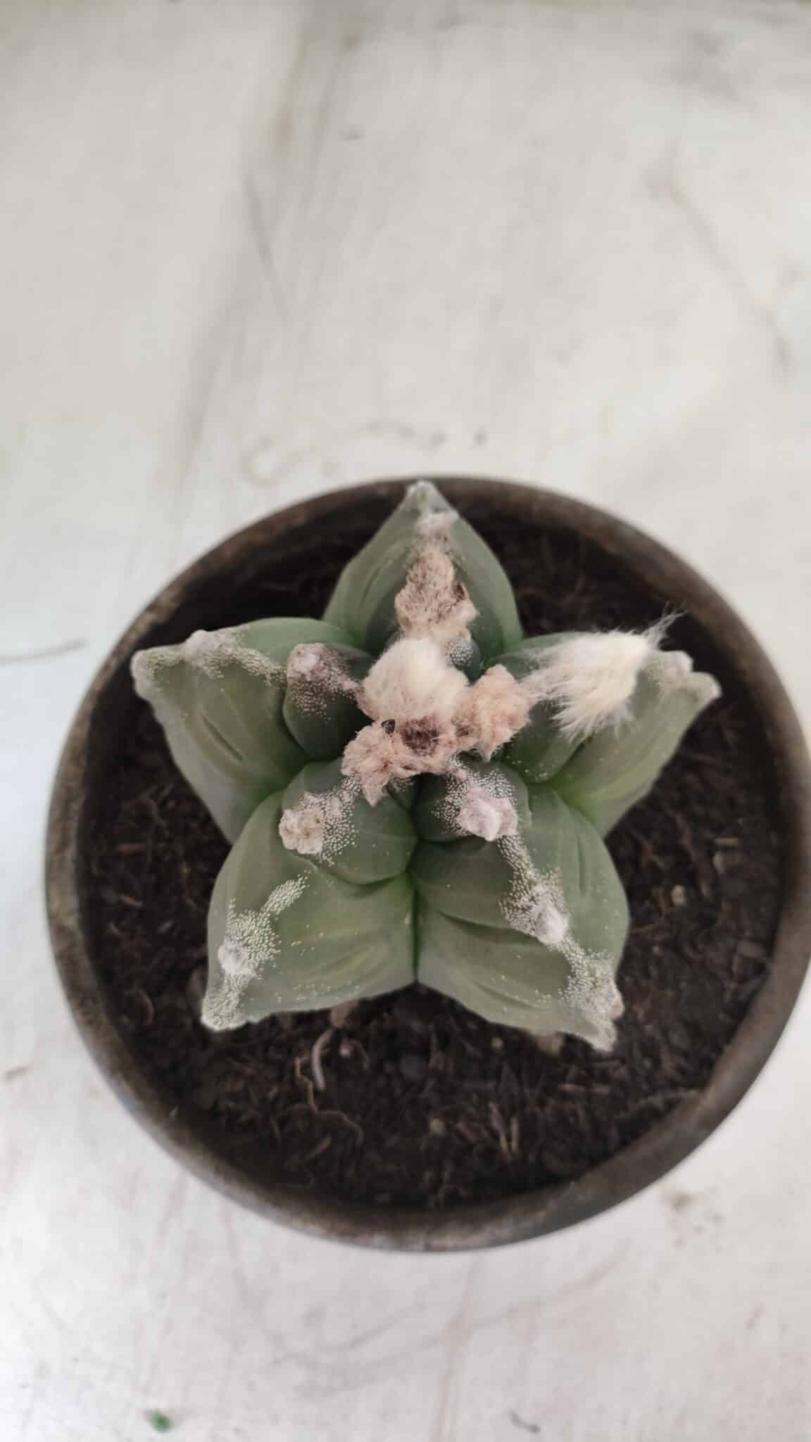 MATRIZ ASTROPHYTUM cv KIKKO  Nº 766 – vaso 15