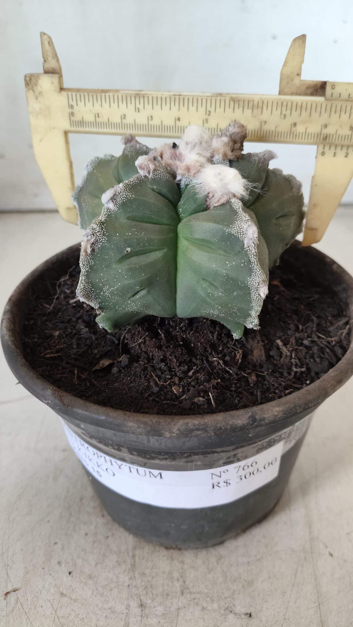 MATRIZ ASTROPHYTUM cv KIKKO  Nº 766 – vaso 15