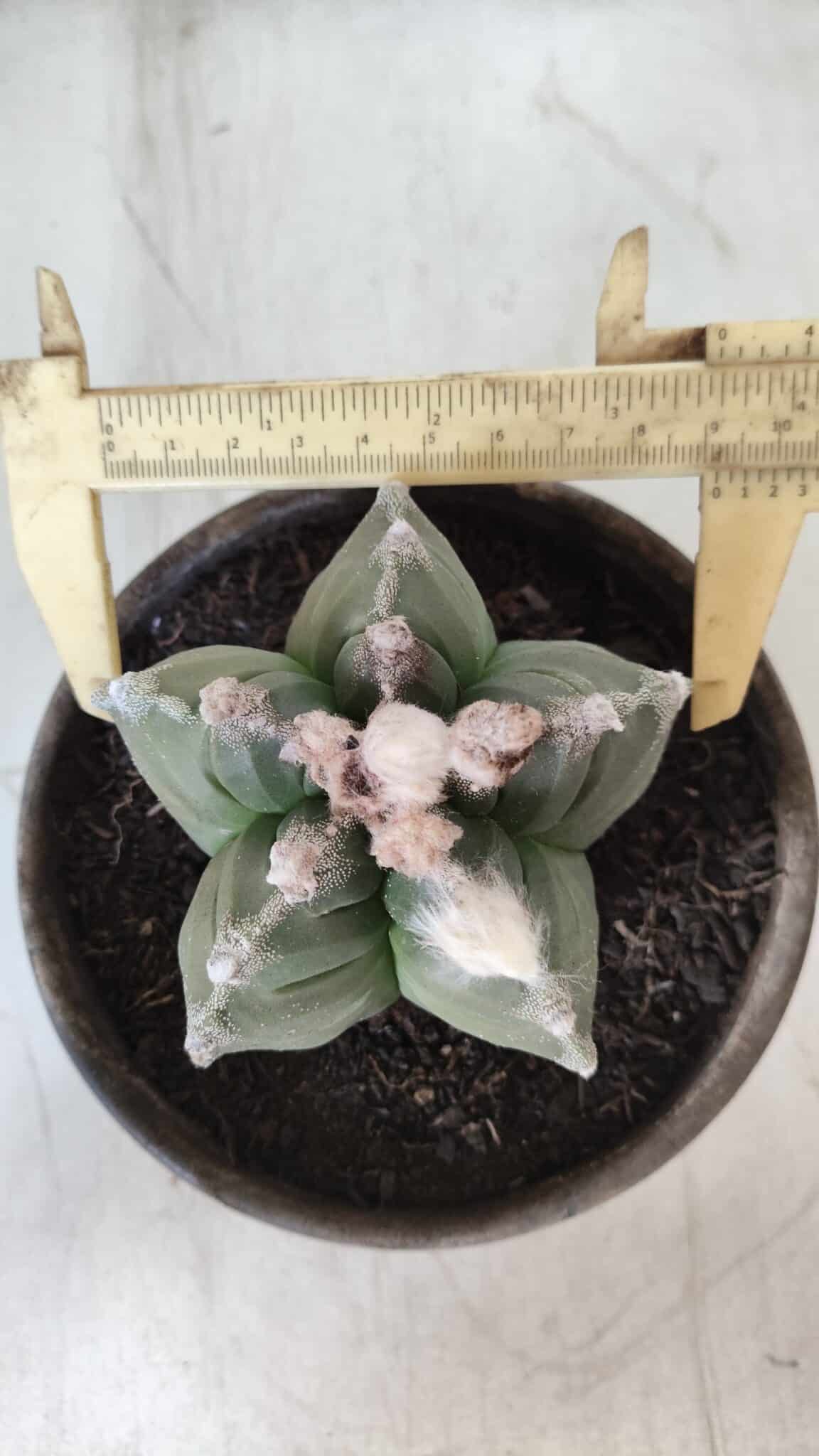 MATRIZ ASTROPHYTUM cv KIKKO  Nº 766 – vaso 15