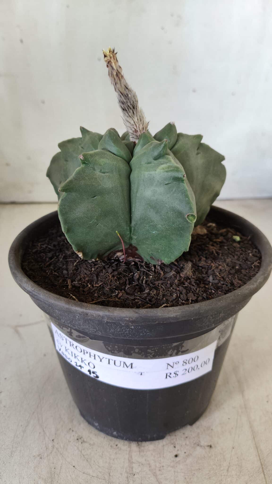MATRIZ ASTROPHYTUM cv KIKKO  Nº 800 – vaso 15