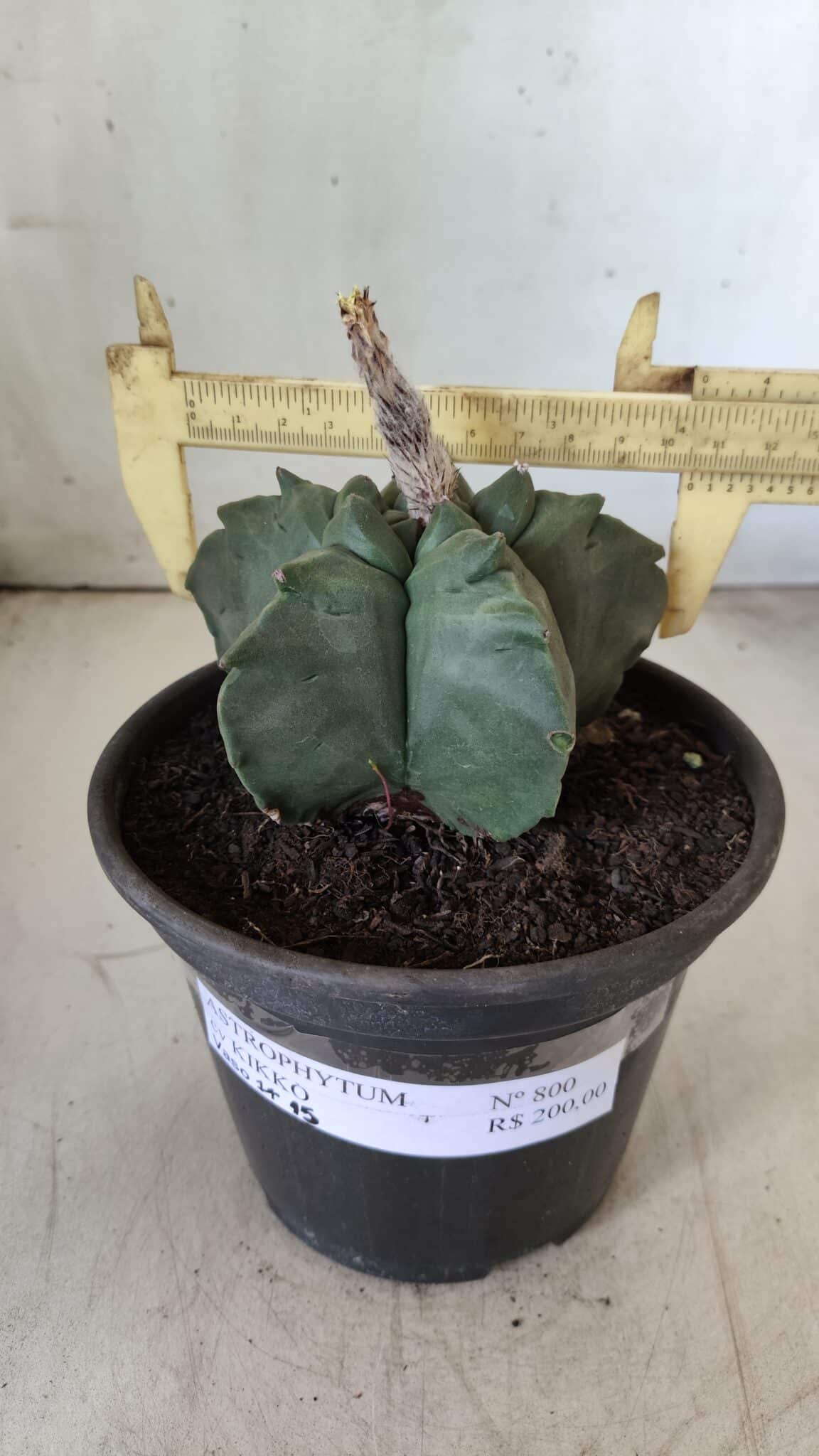 MATRIZ ASTROPHYTUM cv KIKKO  Nº 800 – vaso 15