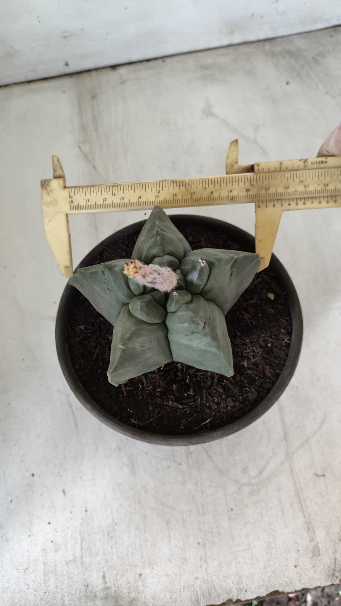 MATRIZ ASTROPHYTUM cv KIKKO  Nº 800 – vaso 15
