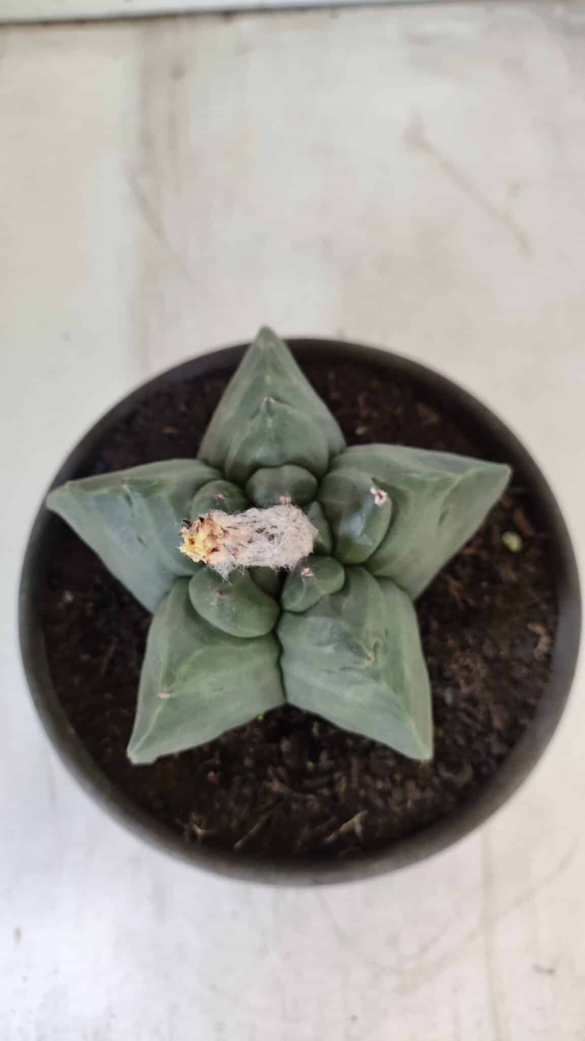 MATRIZ ASTROPHYTUM cv KIKKO  Nº 800 – vaso 15