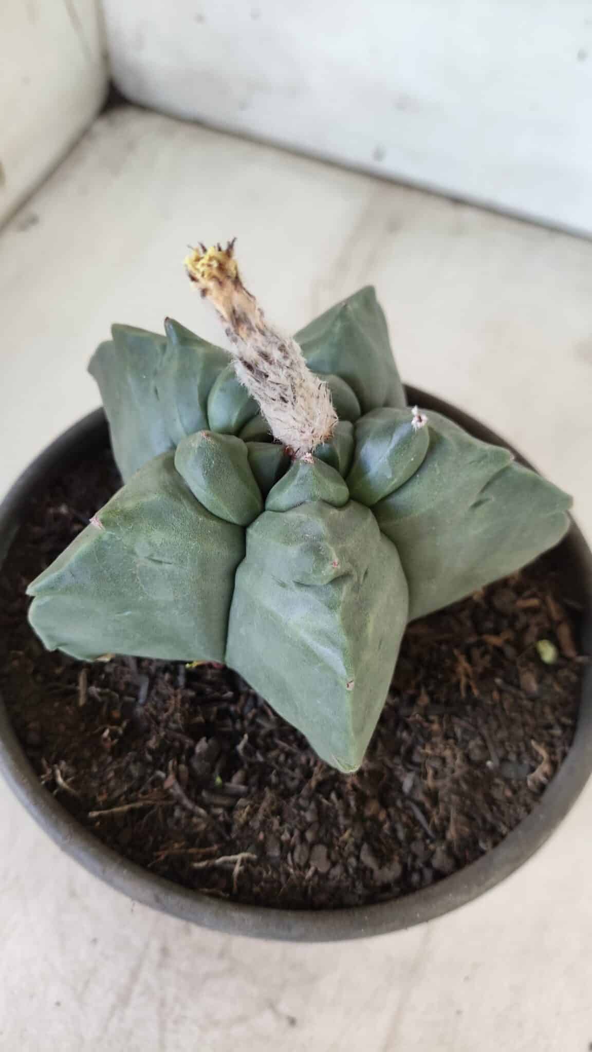 MATRIZ ASTROPHYTUM cv KIKKO  Nº 800 – vaso 15