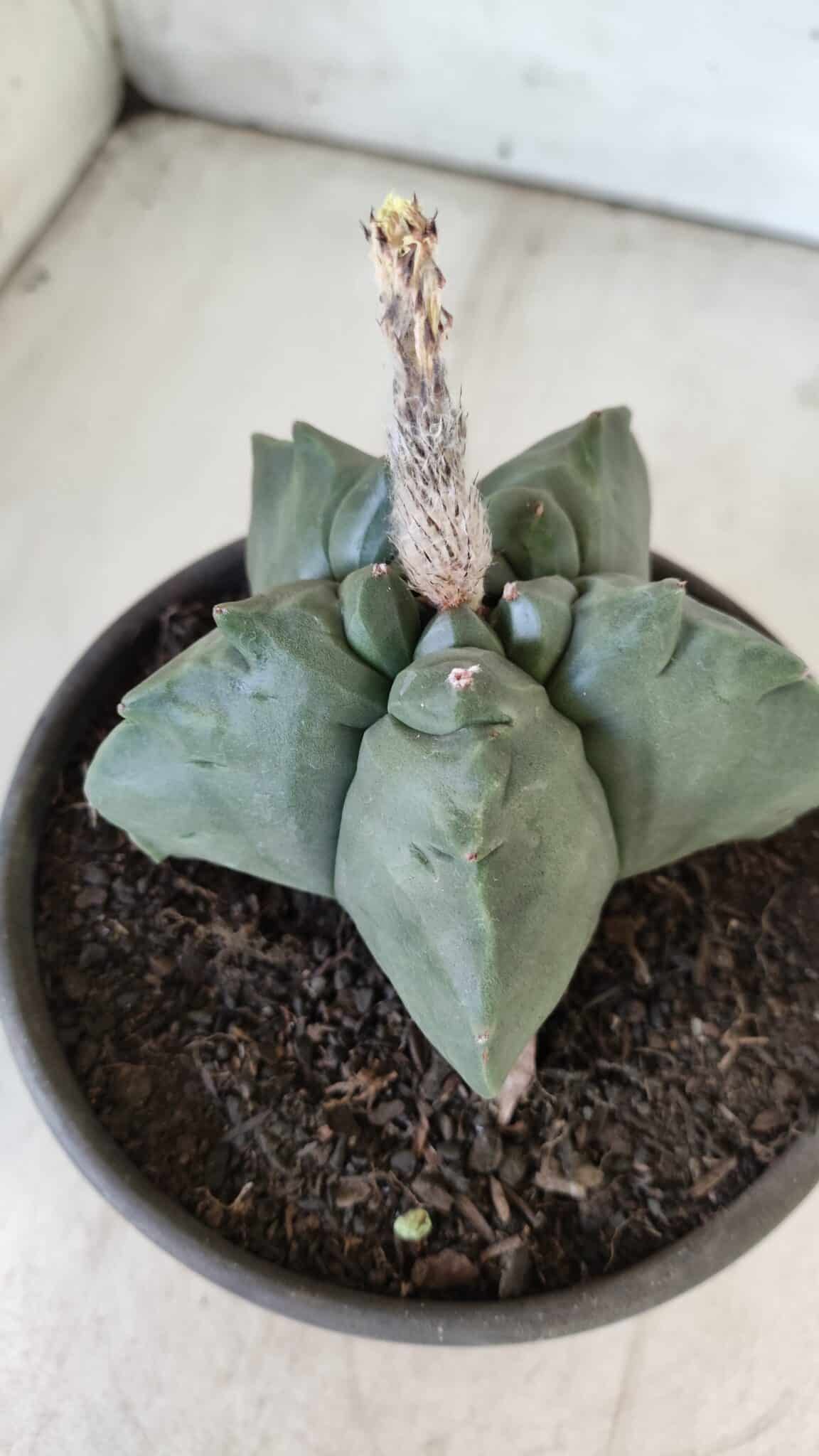 MATRIZ ASTROPHYTUM cv KIKKO  Nº 800 – vaso 15