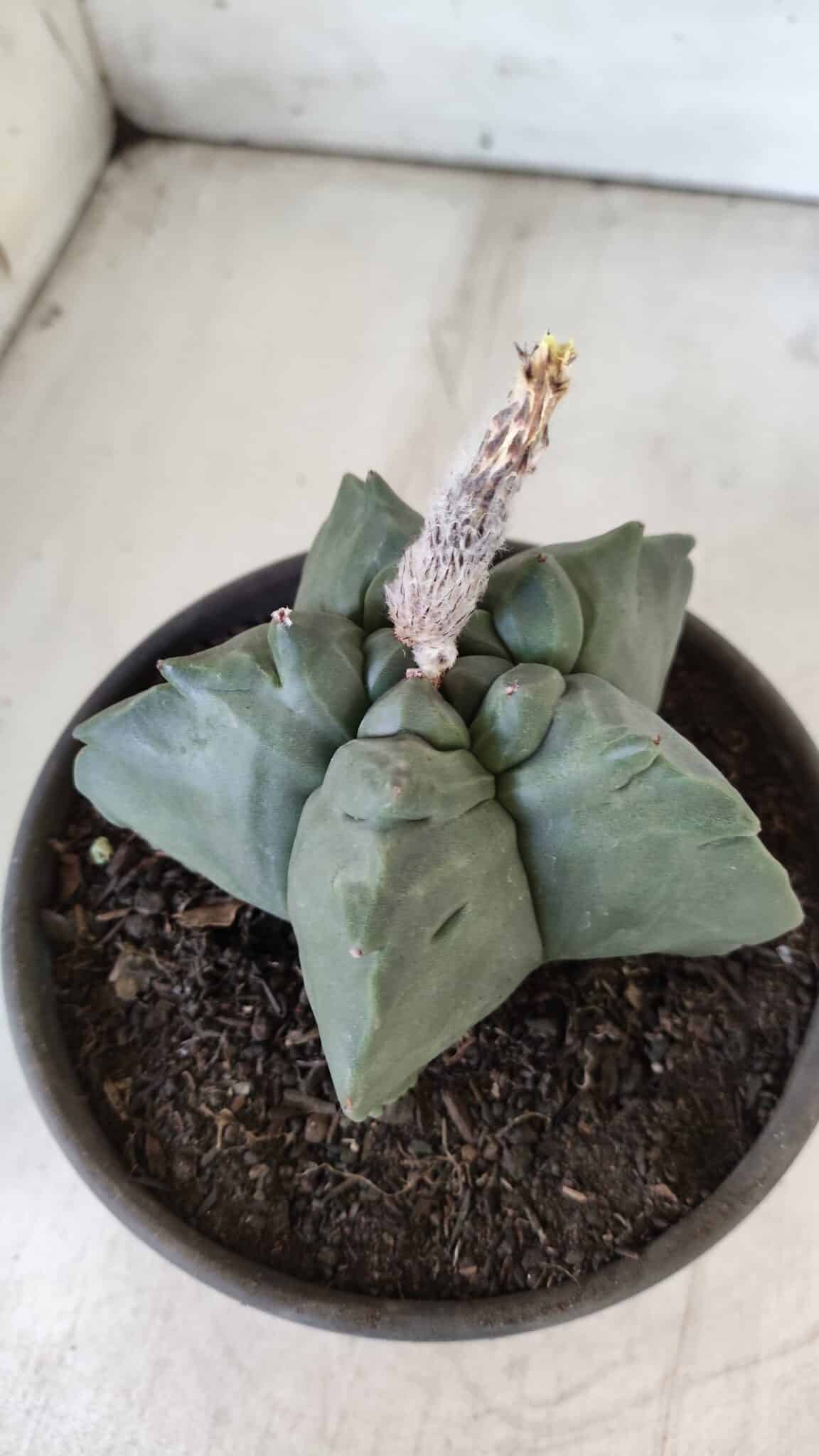 MATRIZ ASTROPHYTUM cv KIKKO  Nº 800 – vaso 15