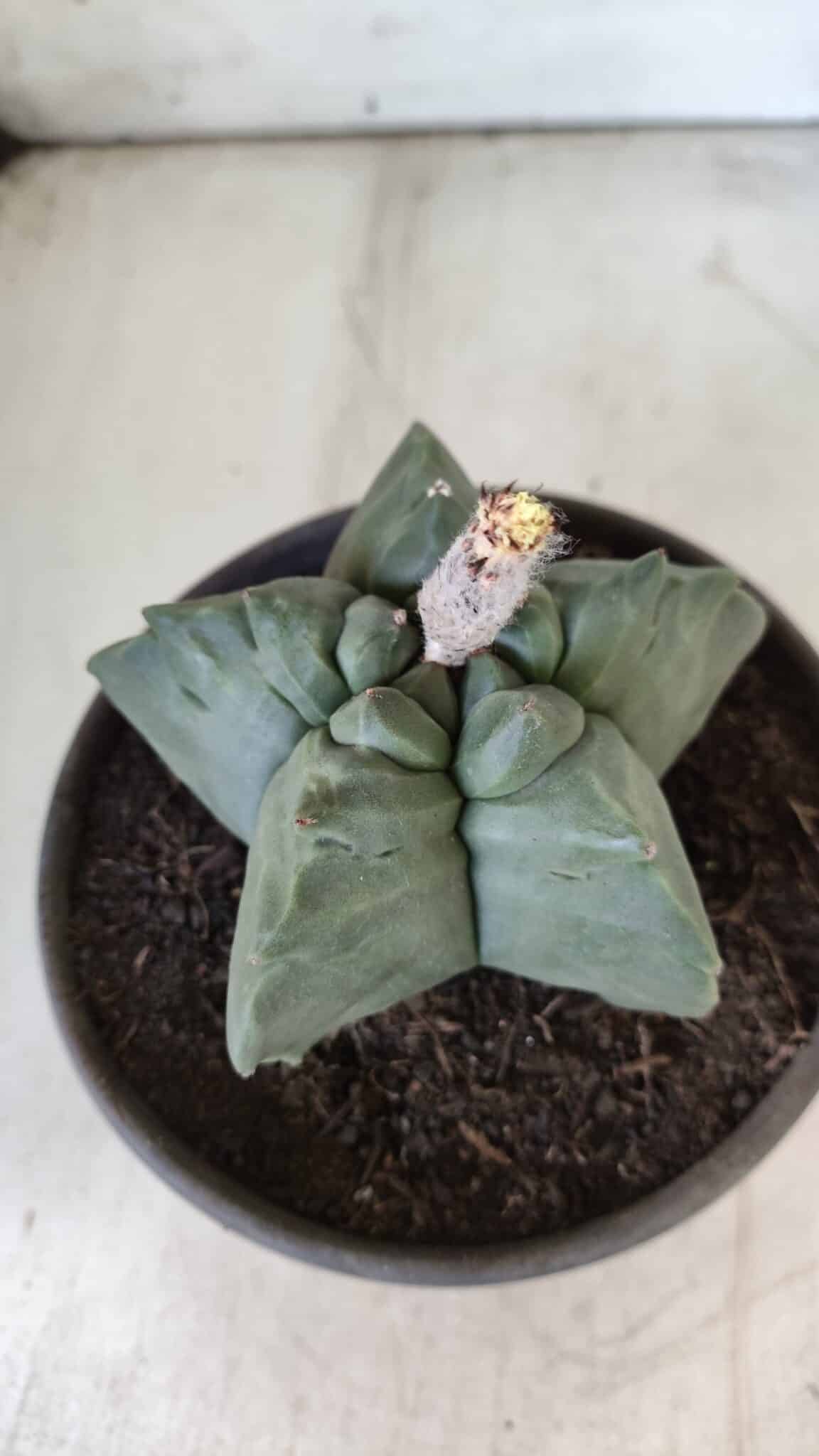 MATRIZ ASTROPHYTUM cv KIKKO  Nº 800 – vaso 15