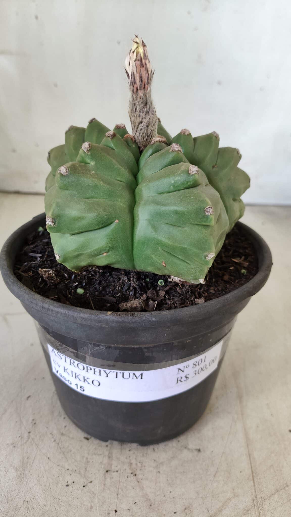 ASTROPHYTUM cv KIKKO  Nº 801 – vaso 15