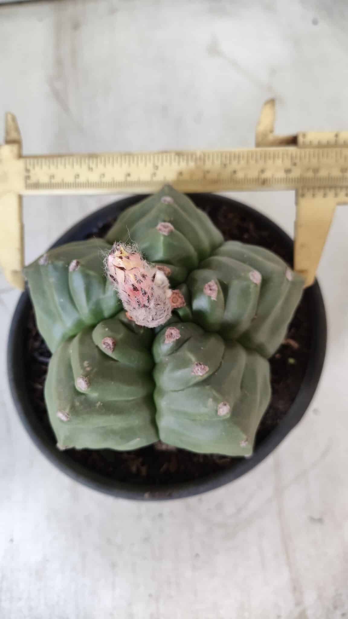 ASTROPHYTUM cv KIKKO  Nº 801 – vaso 15