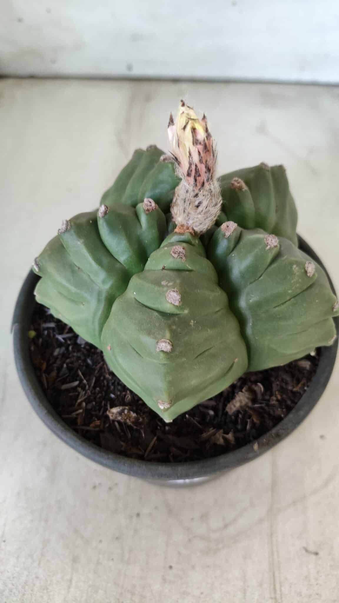 ASTROPHYTUM cv KIKKO  Nº 801 – vaso 15