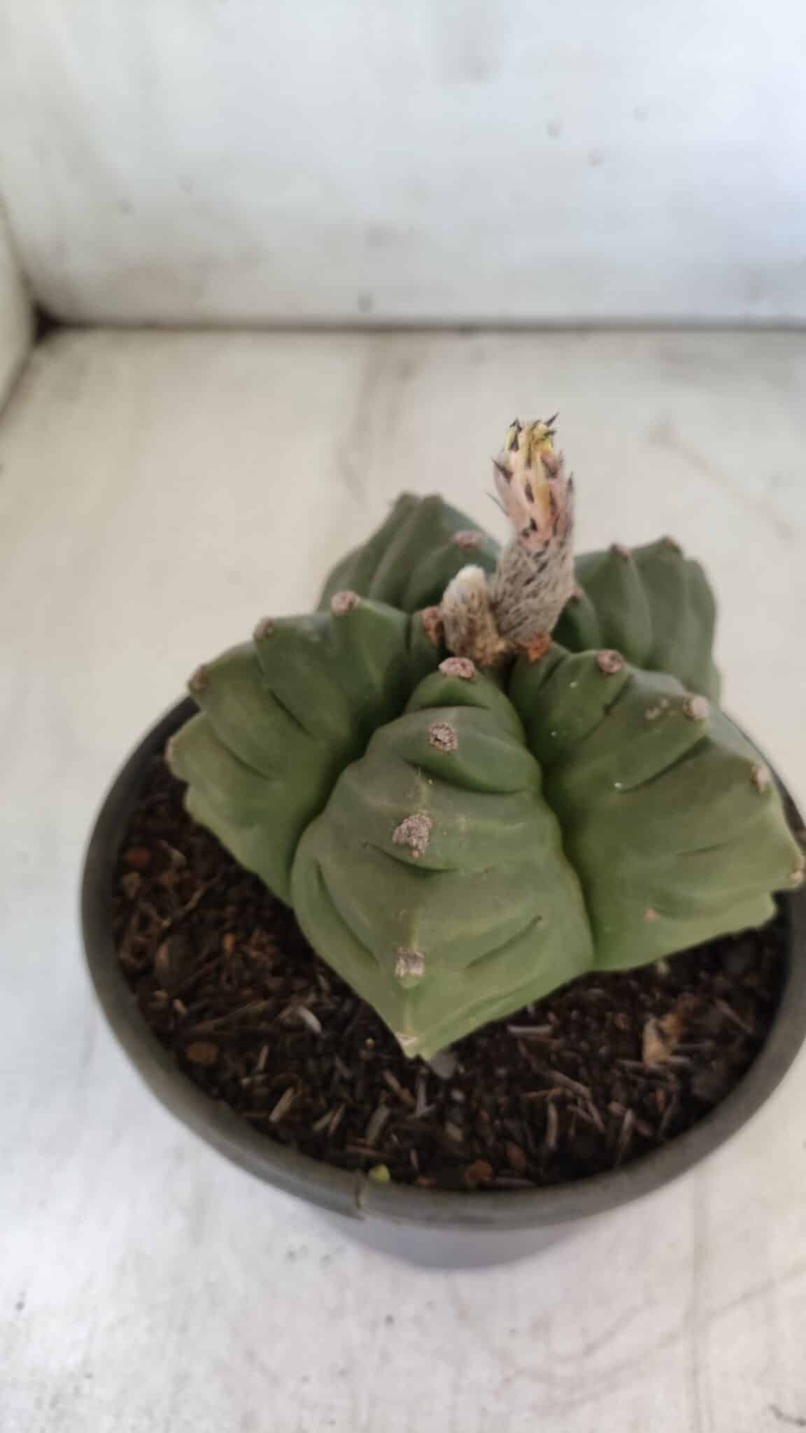 ASTROPHYTUM cv KIKKO  Nº 801 – vaso 15