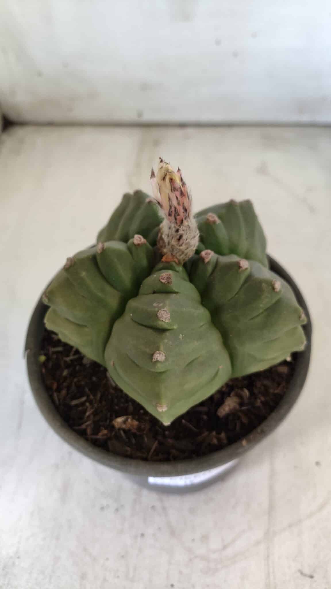 ASTROPHYTUM cv KIKKO  Nº 801 – vaso 15