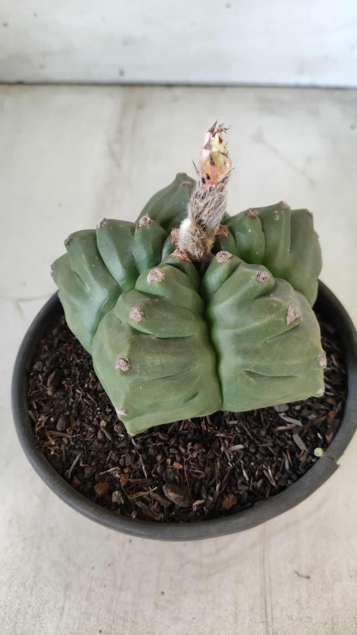ASTROPHYTUM cv KIKKO  Nº 801 – vaso 15