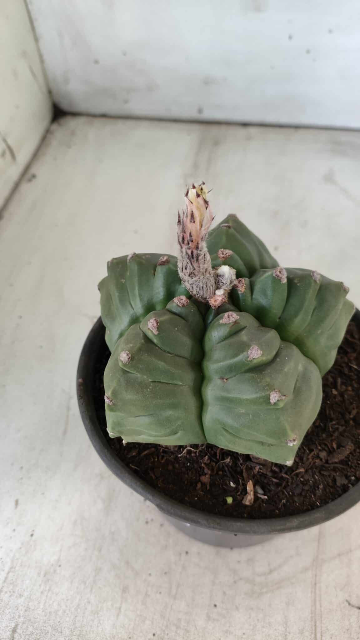 ASTROPHYTUM cv KIKKO  Nº 801 – vaso 15