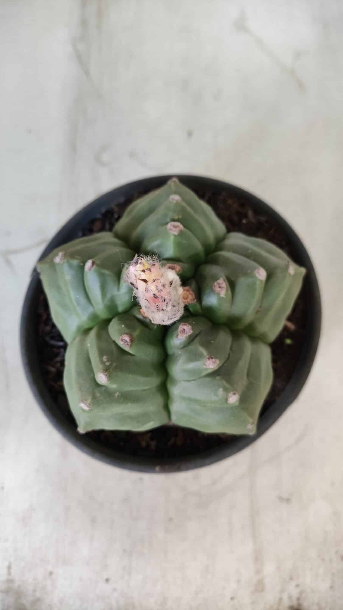ASTROPHYTUM cv KIKKO  Nº 801 – vaso 15