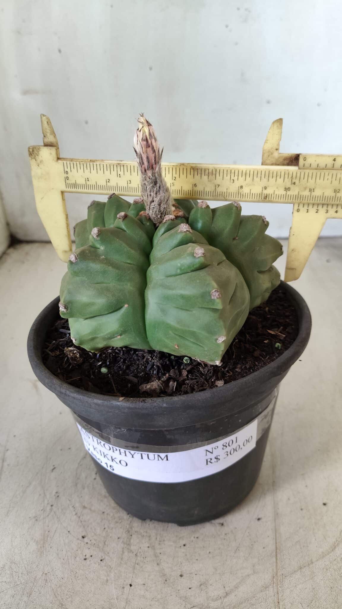 ASTROPHYTUM cv KIKKO  Nº 801 – vaso 15