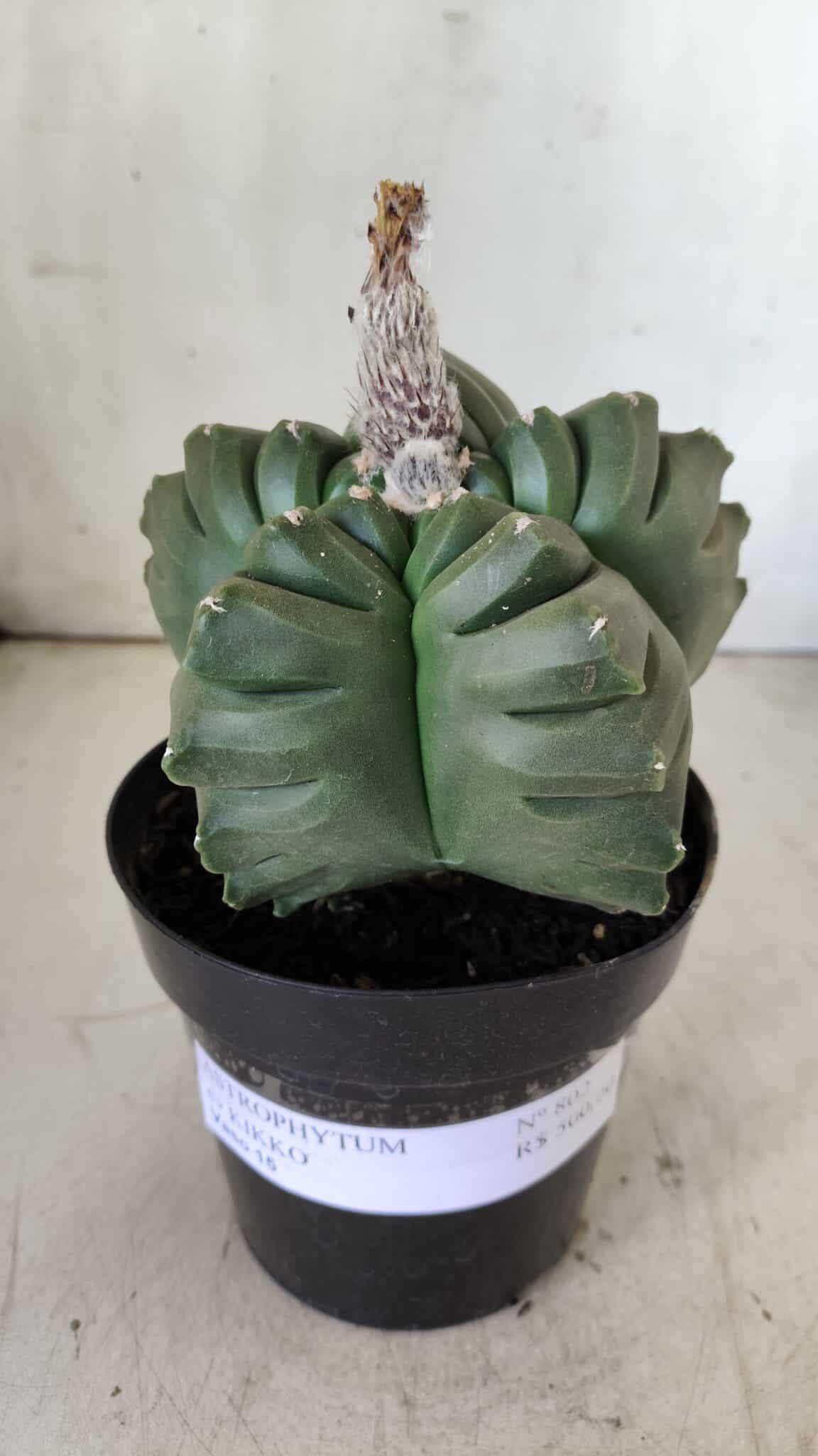 ASTROPHYTUM cv KIKKO  Nº 802 – vaso 15