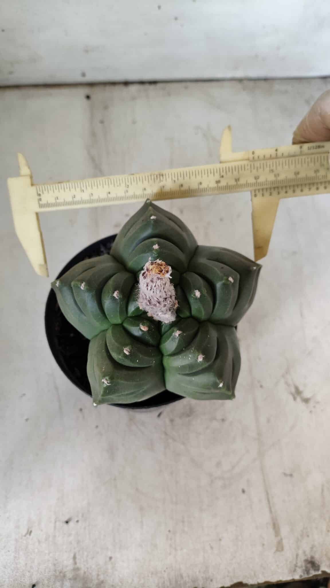 ASTROPHYTUM cv KIKKO  Nº 802 – vaso 15