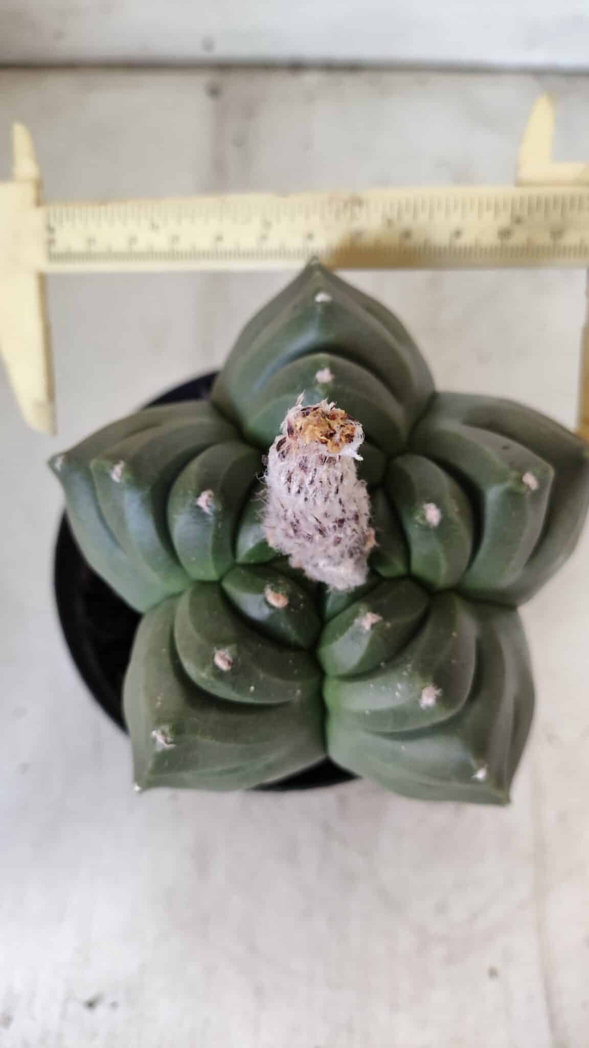 ASTROPHYTUM cv KIKKO  Nº 802 – vaso 15