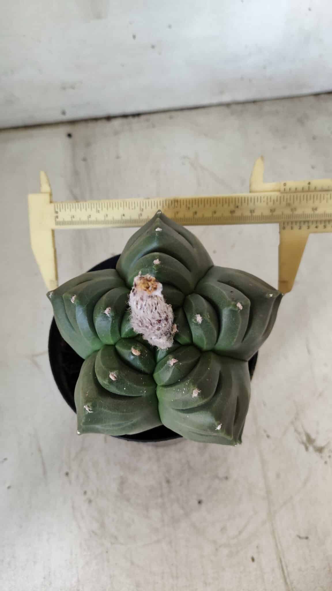 ASTROPHYTUM cv KIKKO  Nº 802 – vaso 15