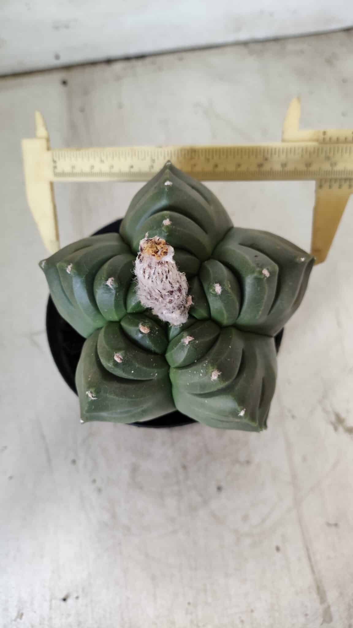 ASTROPHYTUM cv KIKKO  Nº 802 – vaso 15