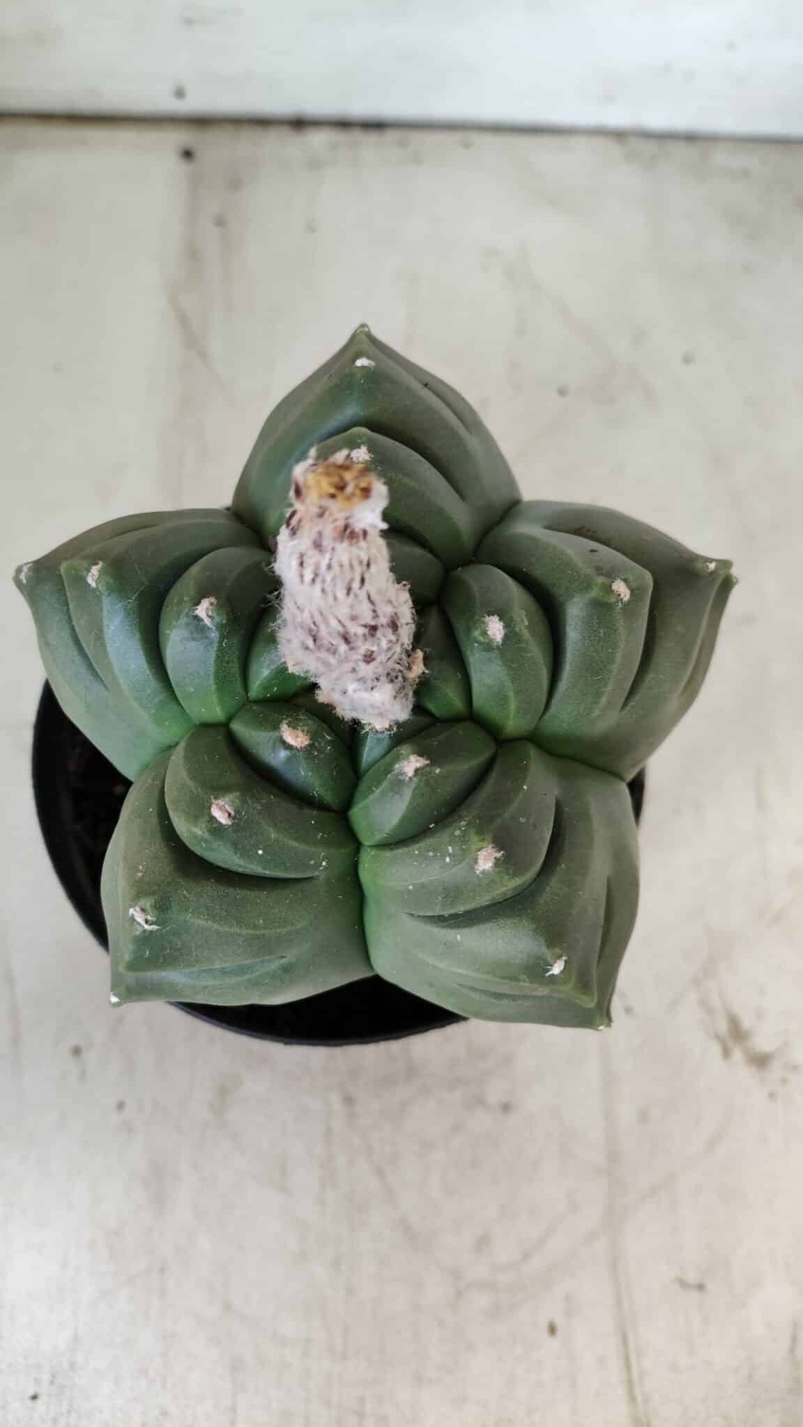 ASTROPHYTUM cv KIKKO  Nº 802 – vaso 15