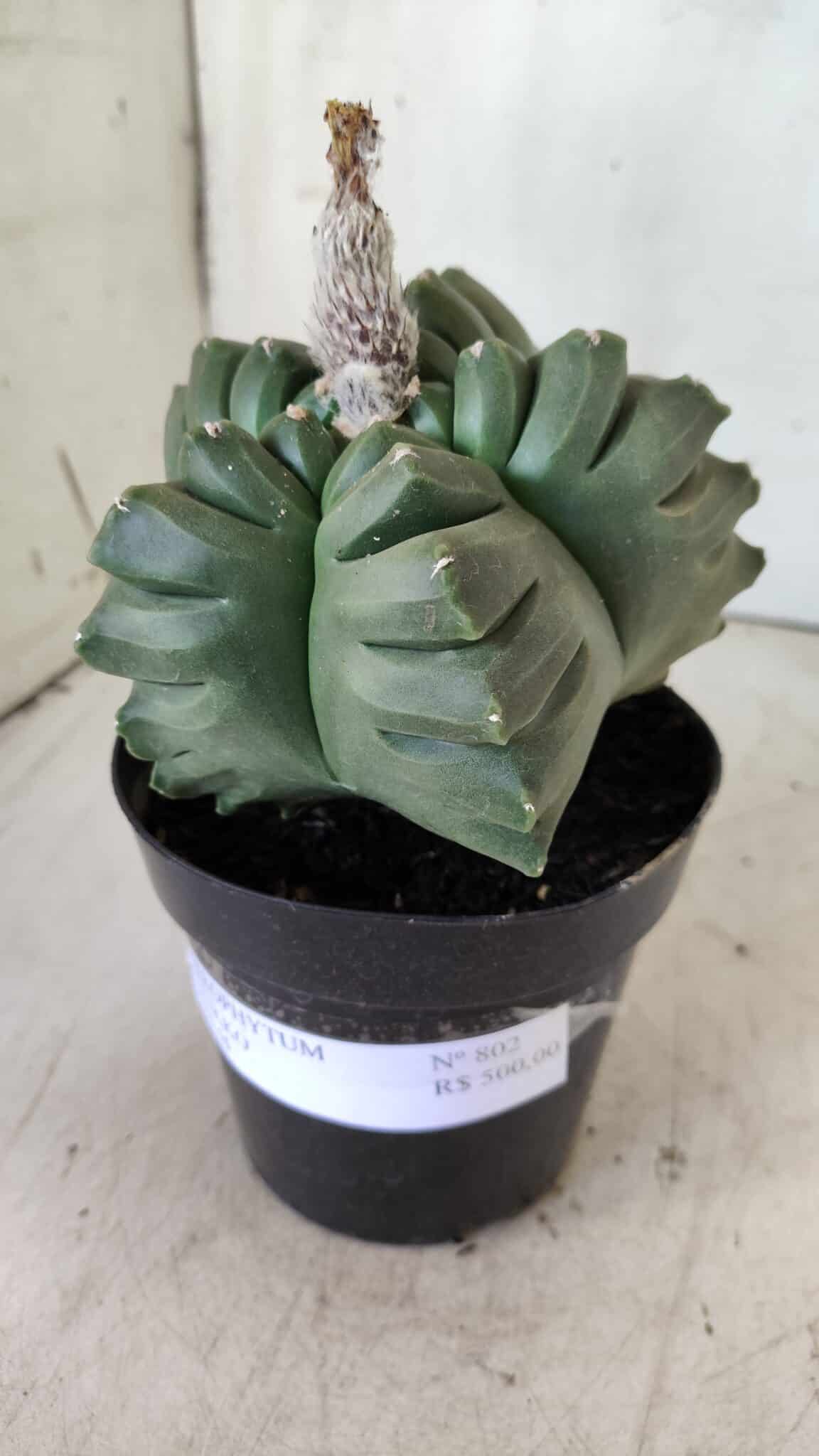 ASTROPHYTUM cv KIKKO  Nº 802 – vaso 15