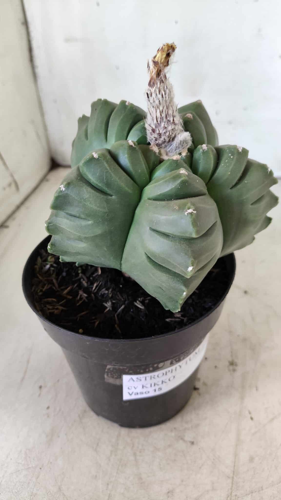 ASTROPHYTUM cv KIKKO  Nº 802 – vaso 15