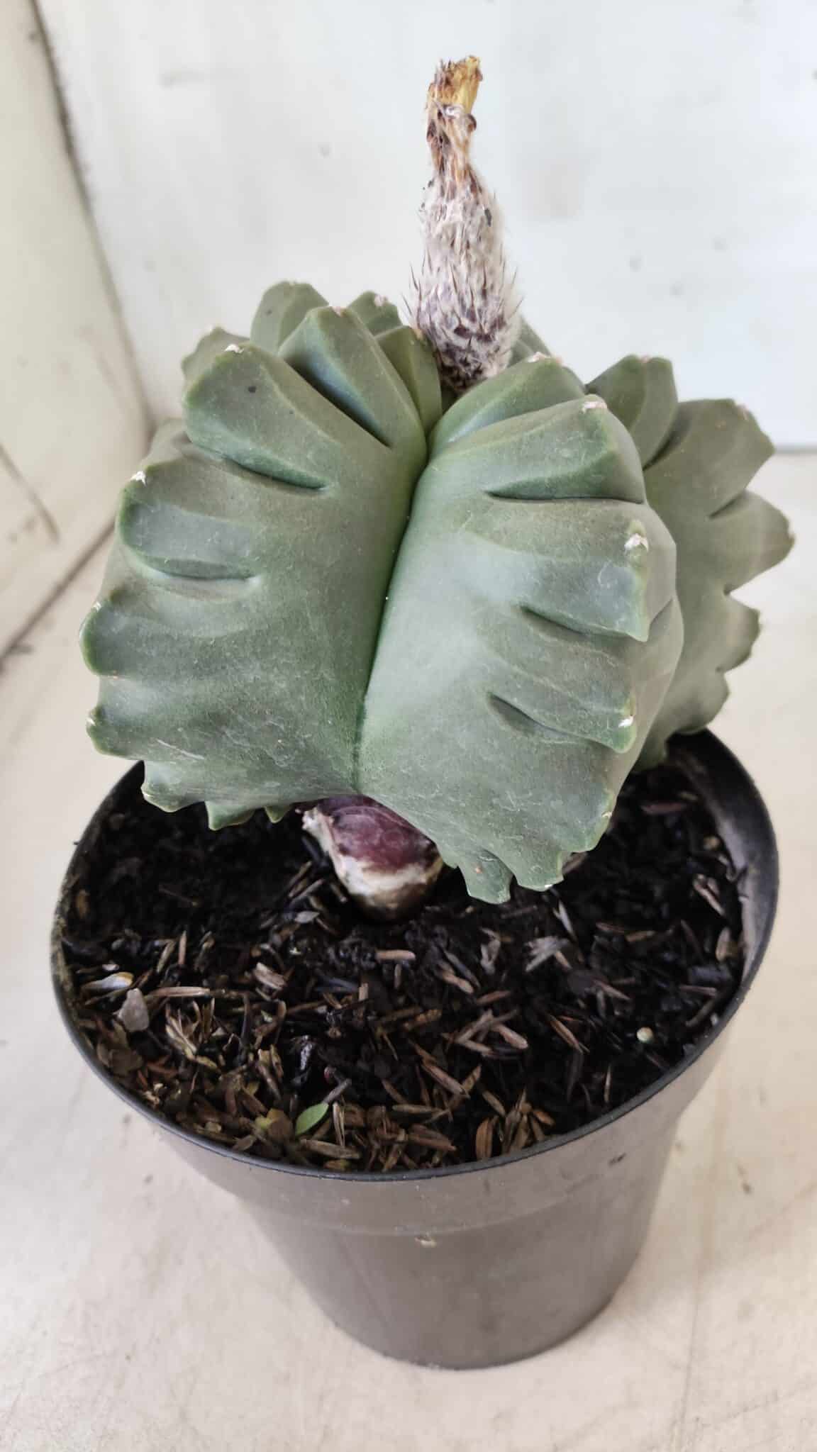 ASTROPHYTUM cv KIKKO  Nº 802 – vaso 15