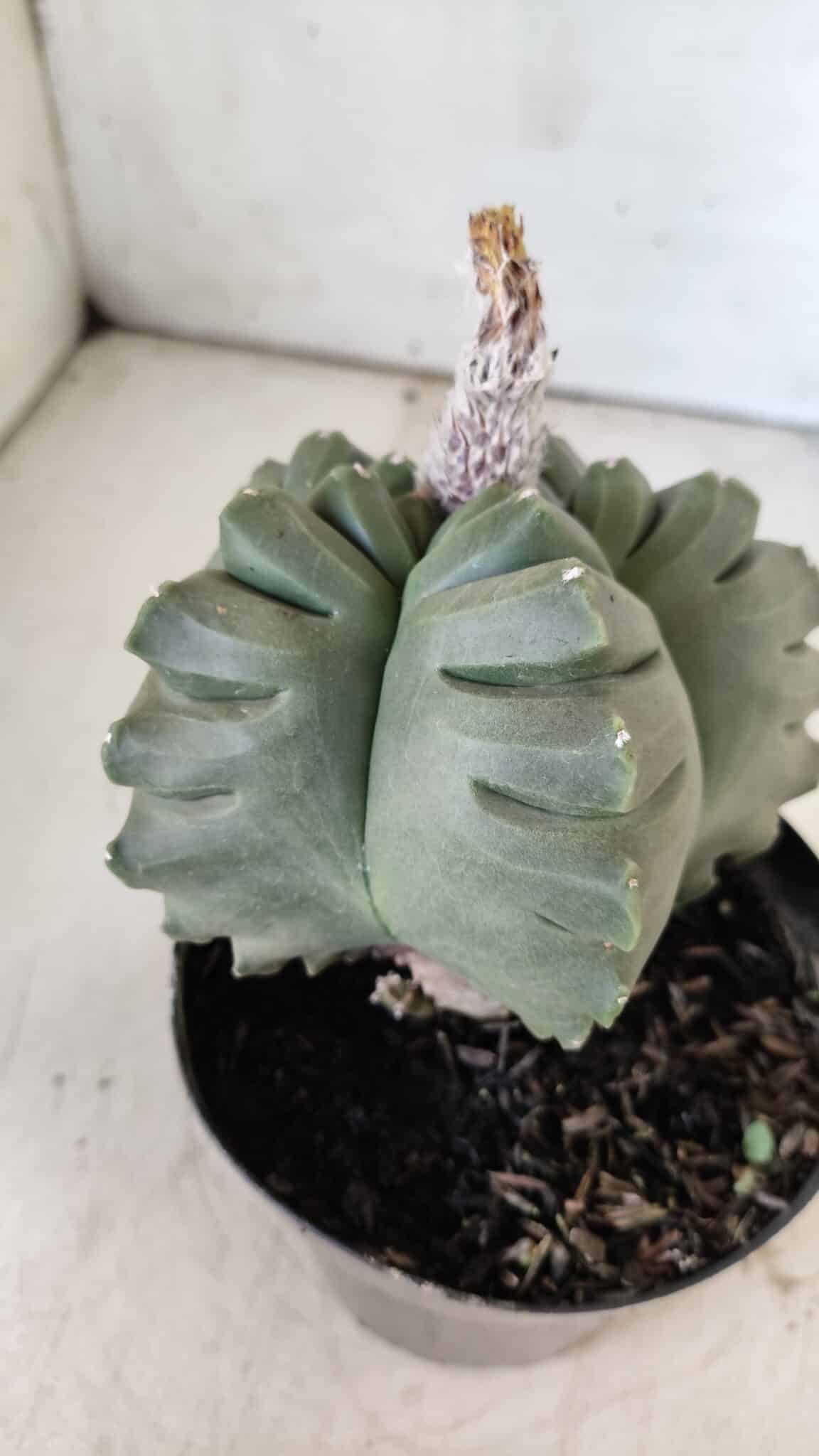 ASTROPHYTUM cv KIKKO  Nº 802 – vaso 15