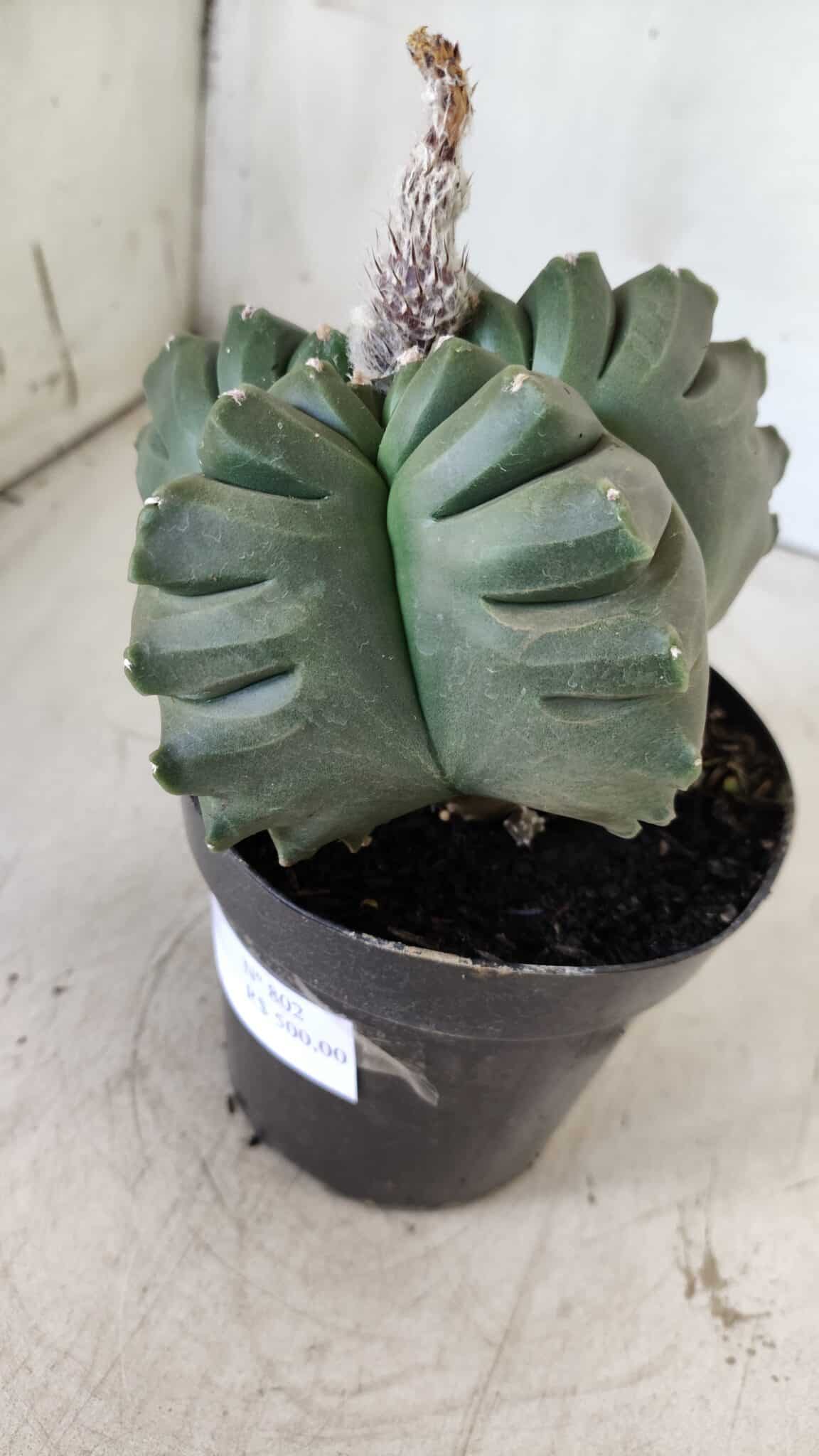 ASTROPHYTUM cv KIKKO  Nº 802 – vaso 15