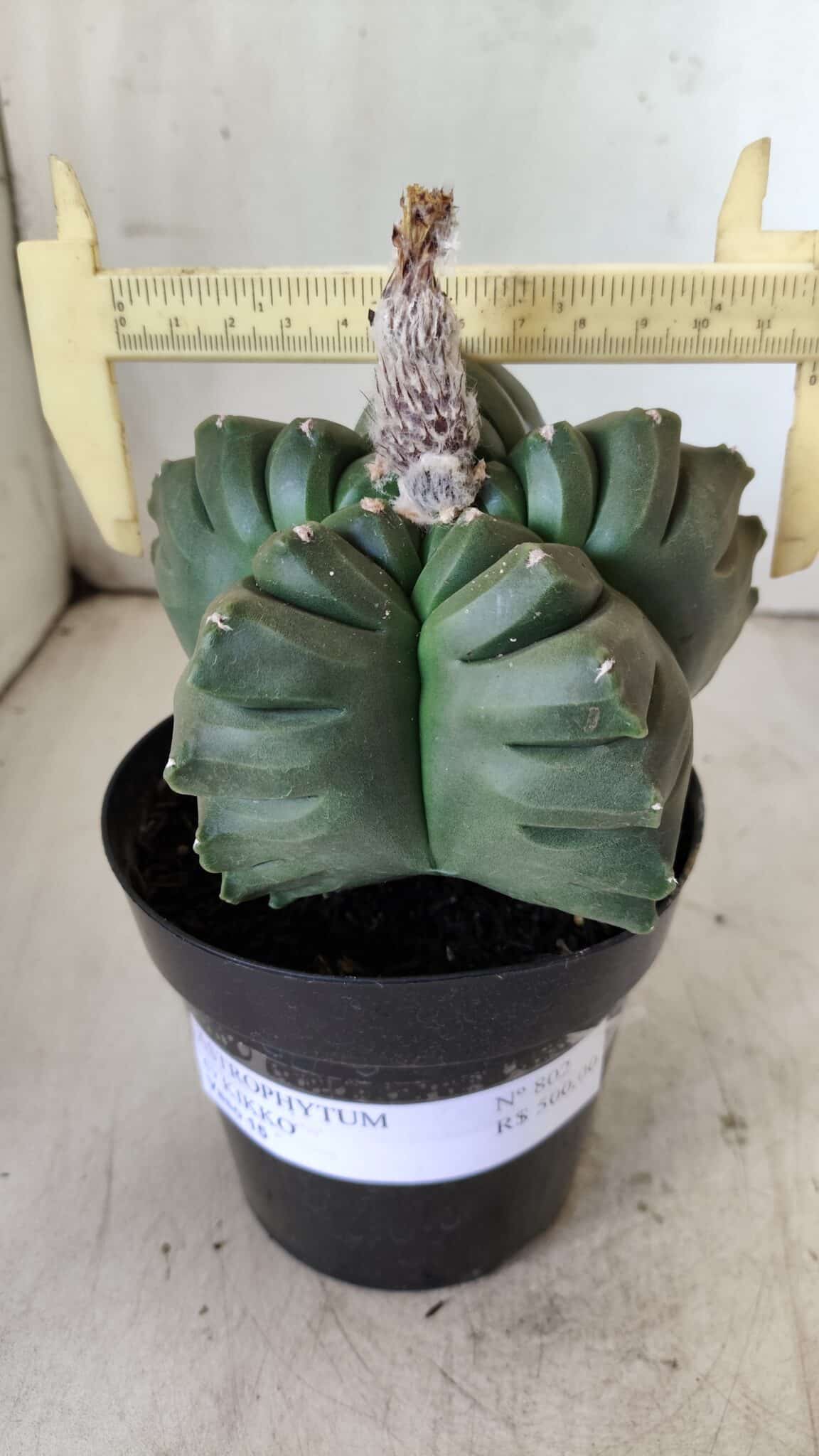 ASTROPHYTUM cv KIKKO  Nº 802 – vaso 15