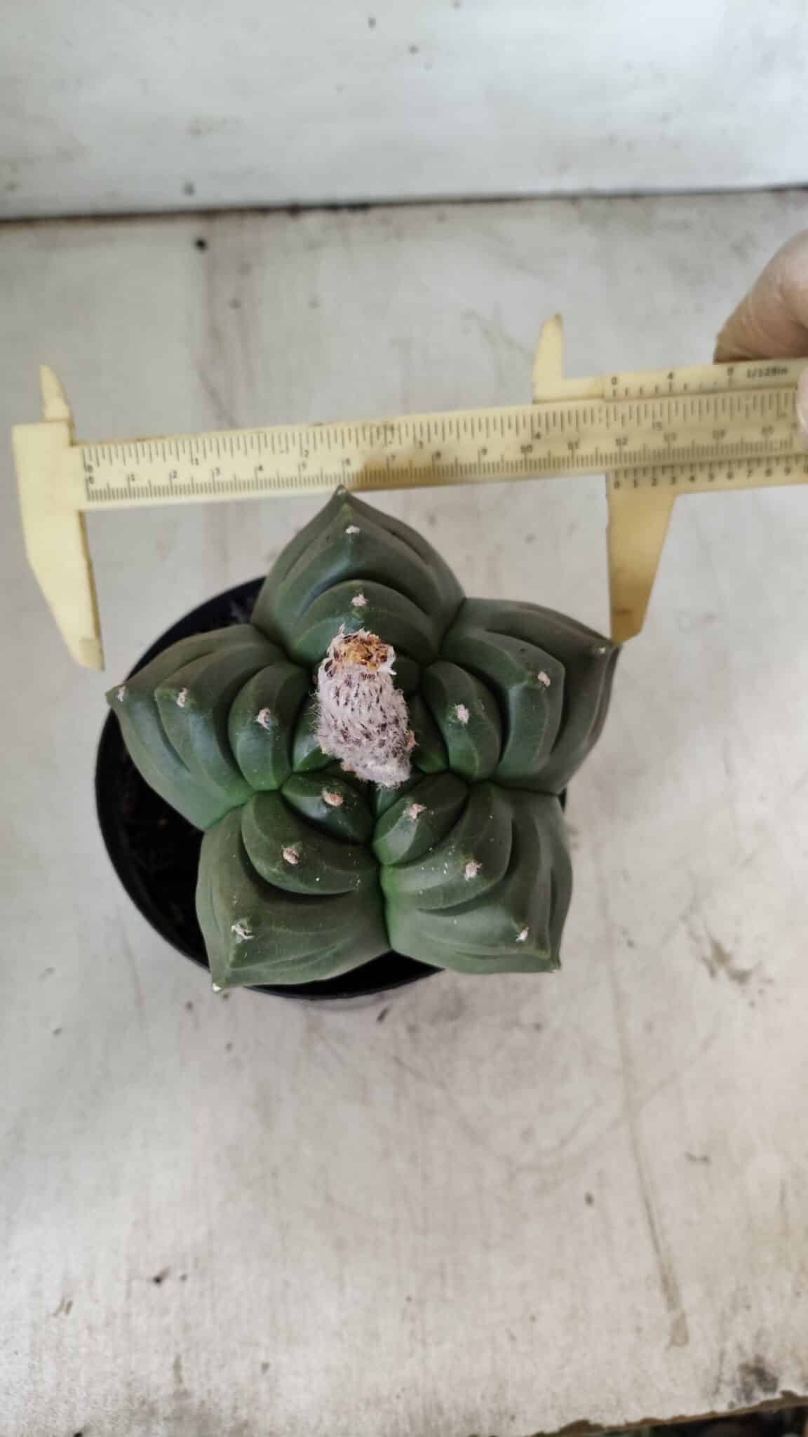 ASTROPHYTUM cv KIKKO  Nº 802 – vaso 15