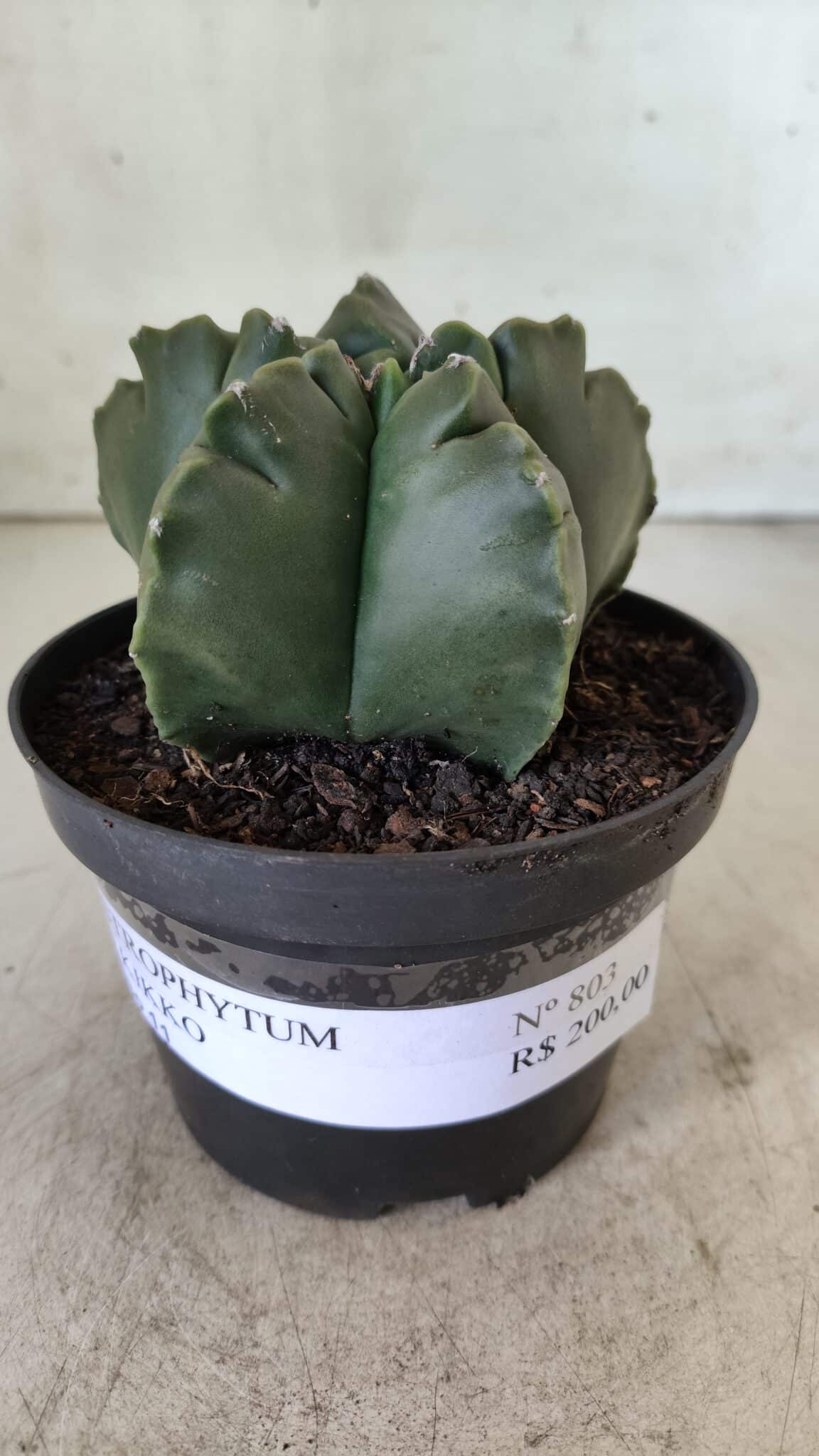 ASTROPHYTUM cv KIKKO  Nº 803 – vaso 11