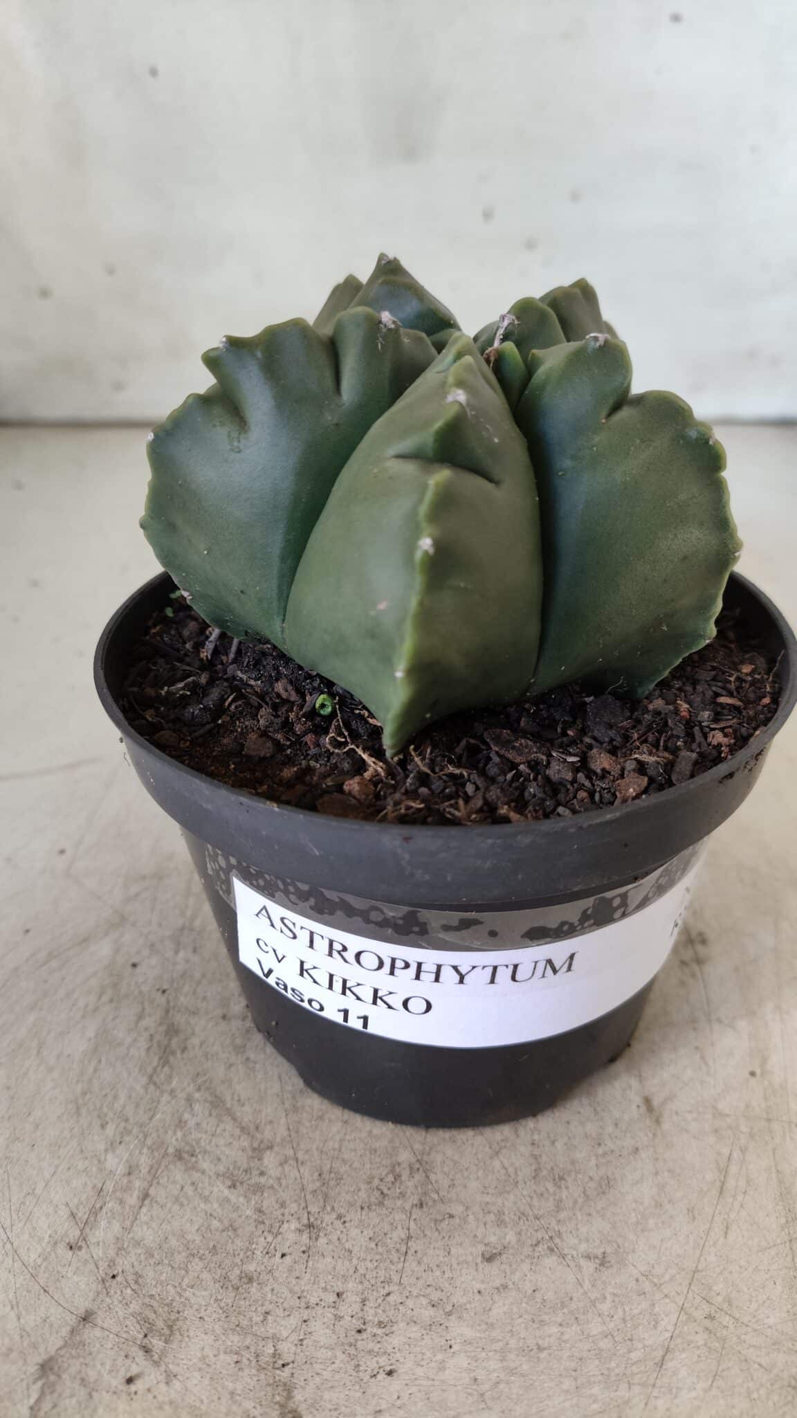 ASTROPHYTUM cv KIKKO  Nº 803 – vaso 11