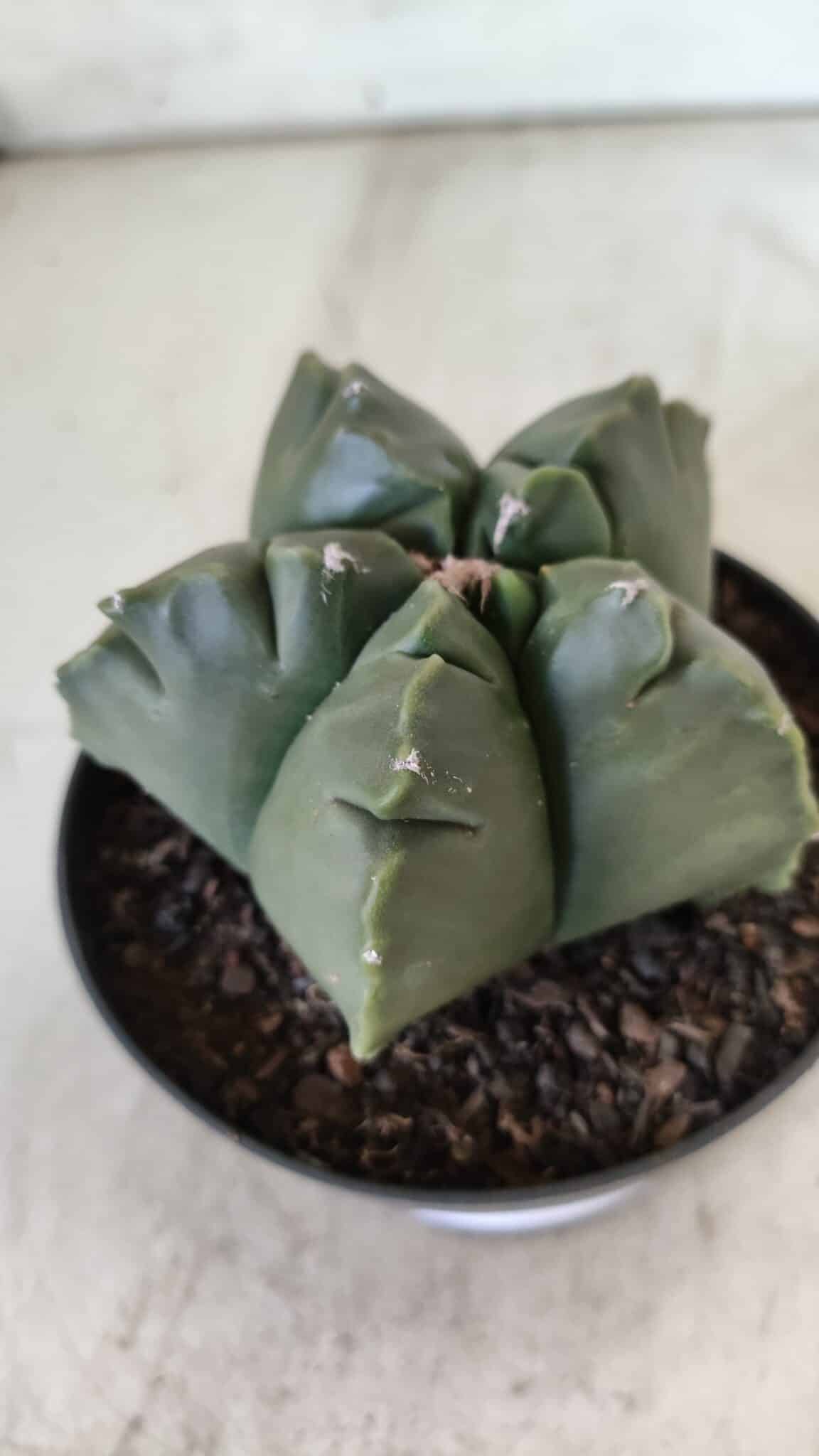 ASTROPHYTUM cv KIKKO  Nº 803 – vaso 11