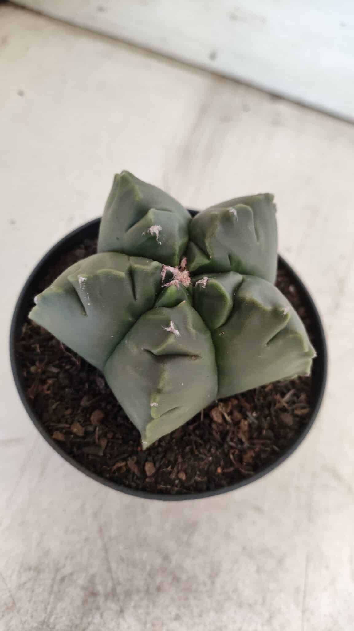 ASTROPHYTUM cv KIKKO  Nº 803 – vaso 11