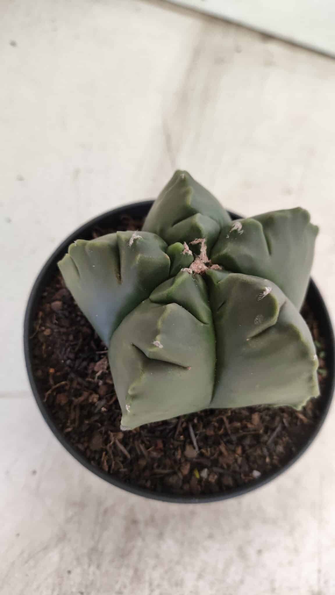 ASTROPHYTUM cv KIKKO  Nº 803 – vaso 11