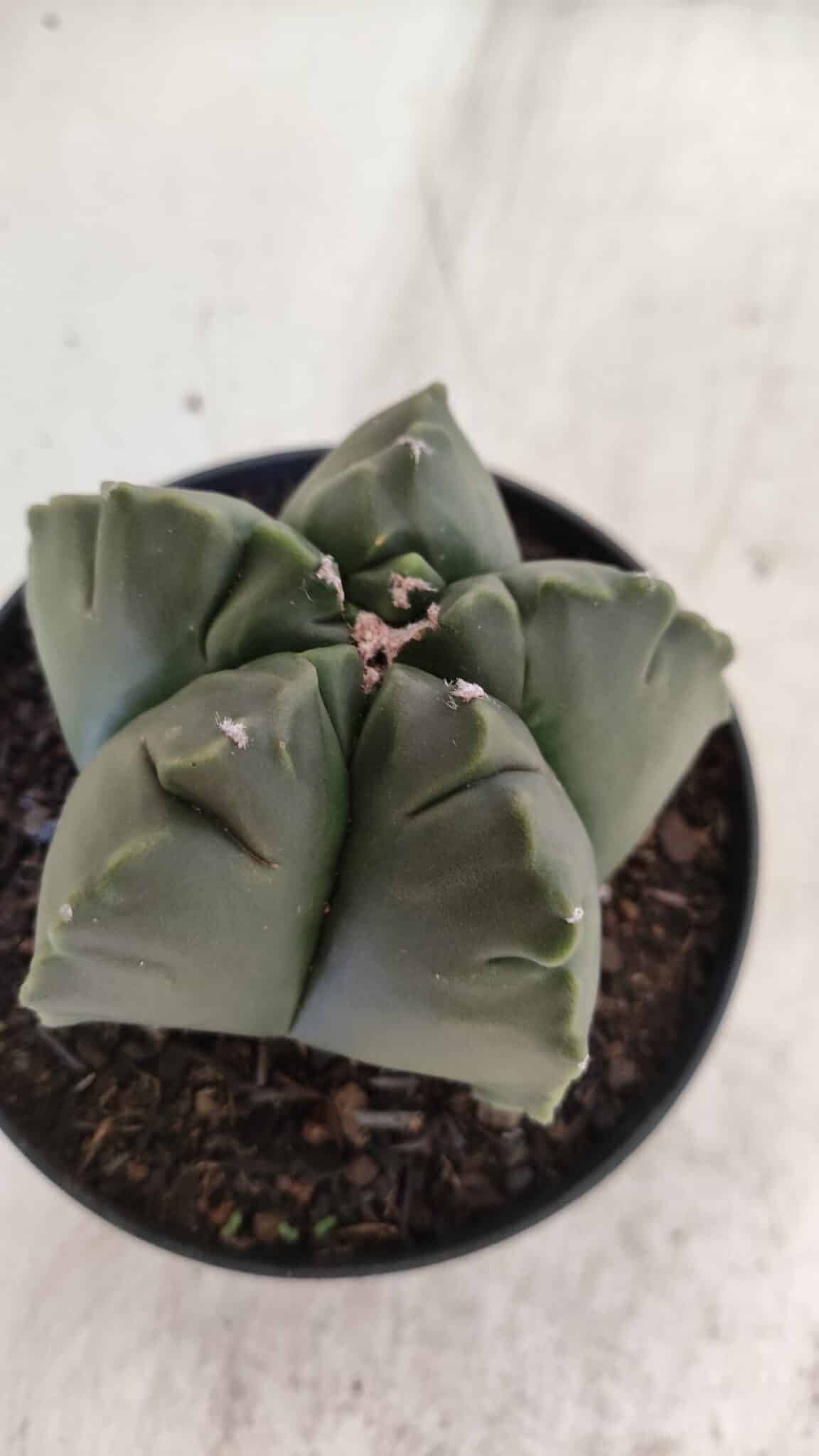 ASTROPHYTUM cv KIKKO  Nº 803 – vaso 11