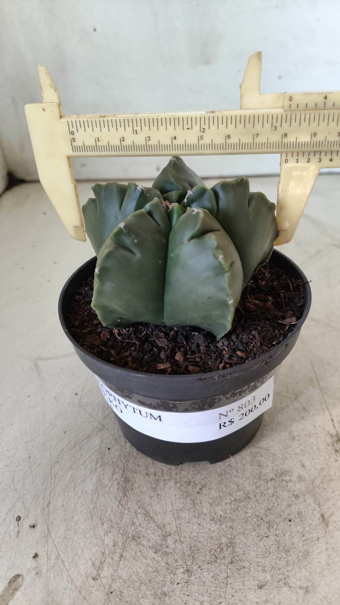 ASTROPHYTUM cv KIKKO  Nº 803 – vaso 11