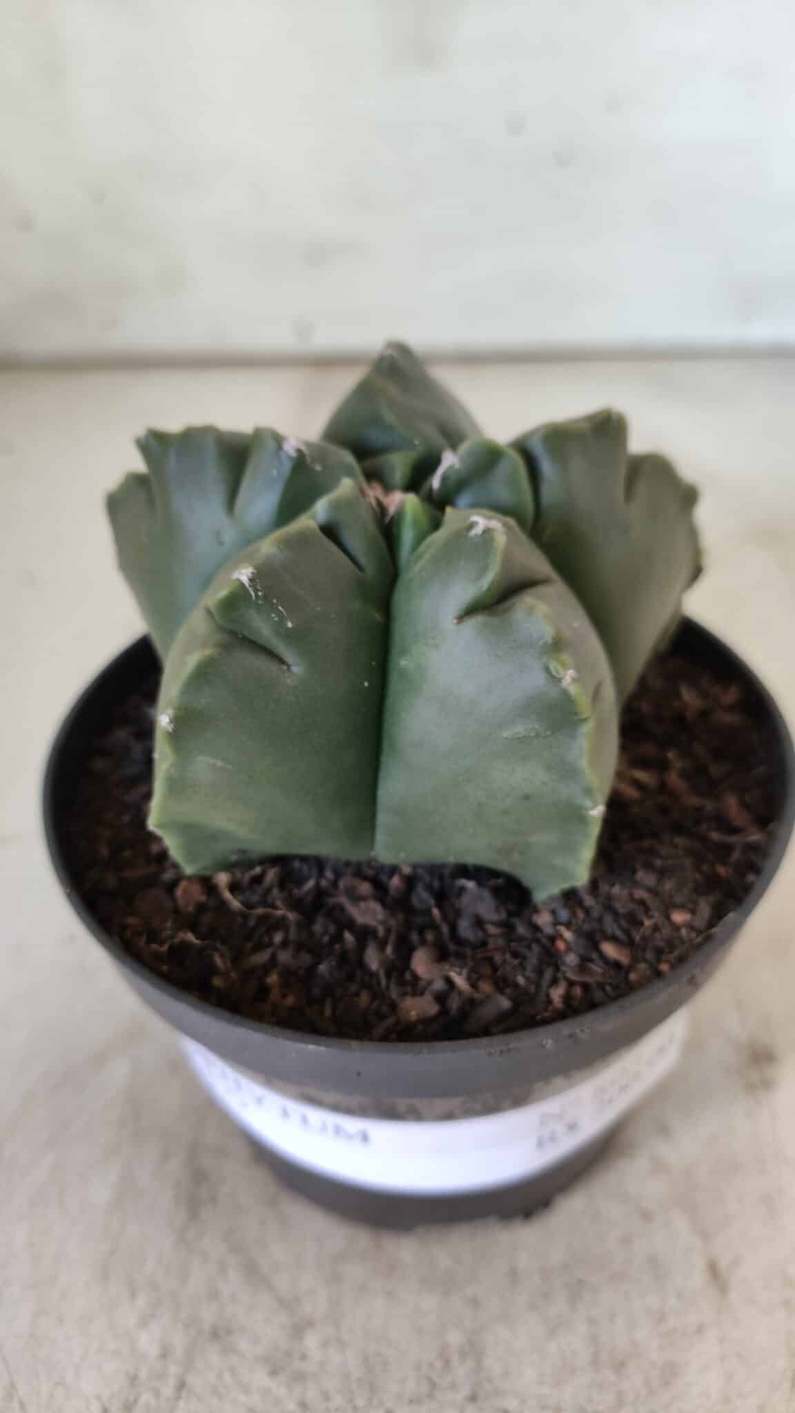 ASTROPHYTUM cv KIKKO  Nº 804 – vaso 11