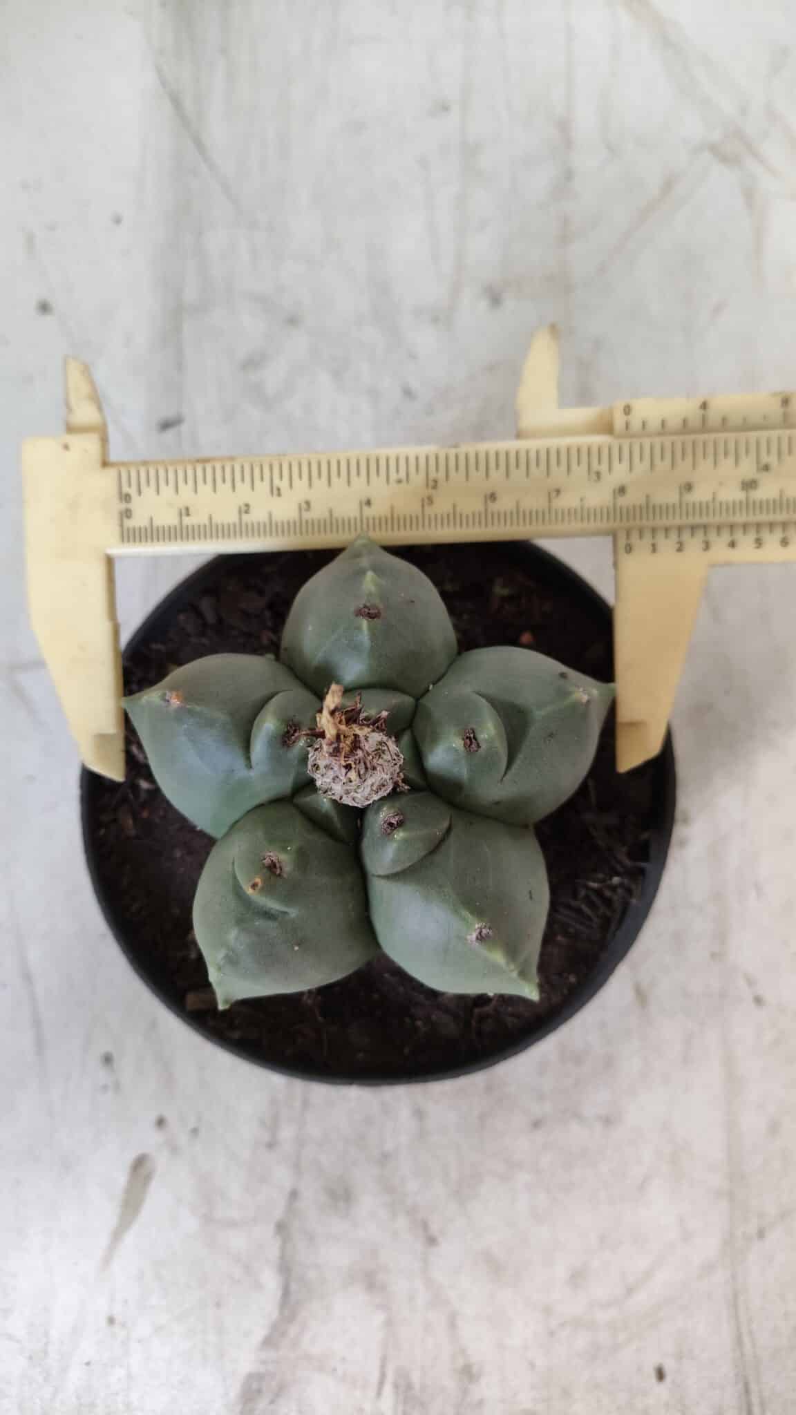 ASTROPHYTUM cv KIKKO  Nº 804 – vaso 11